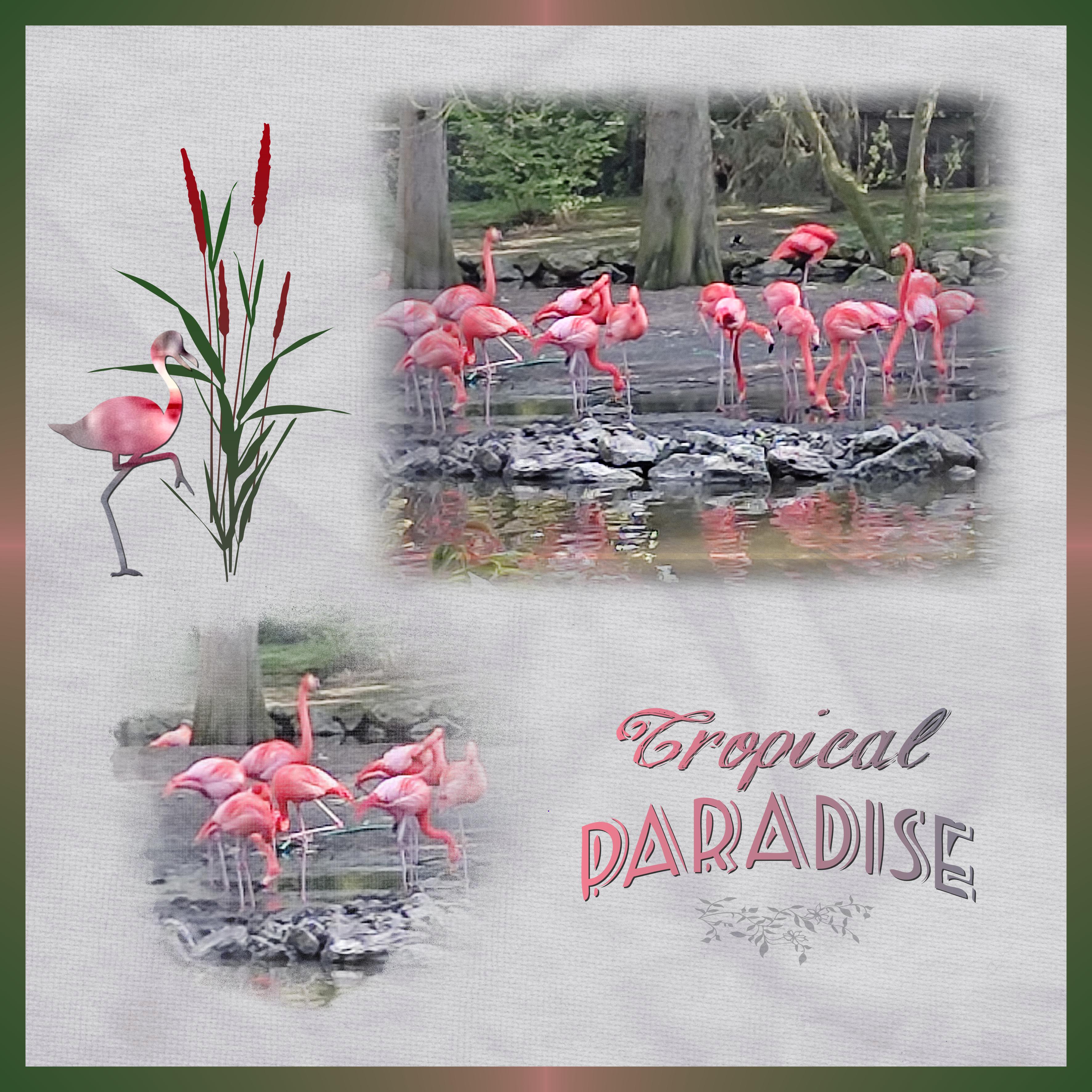 J-A162 - TROPICAL PARADISE.jpg