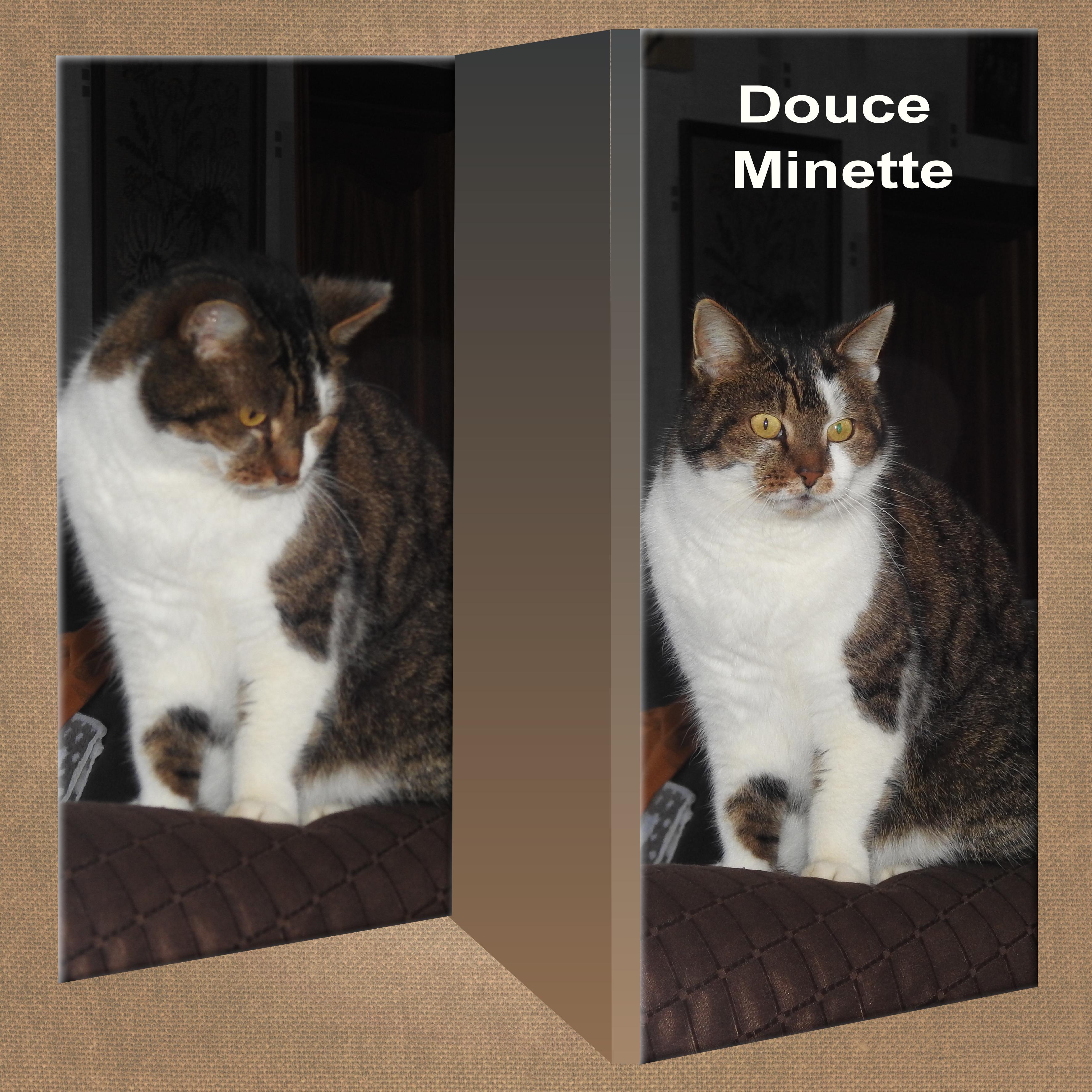 J-A163 - DOUCE MINETTE.jpg