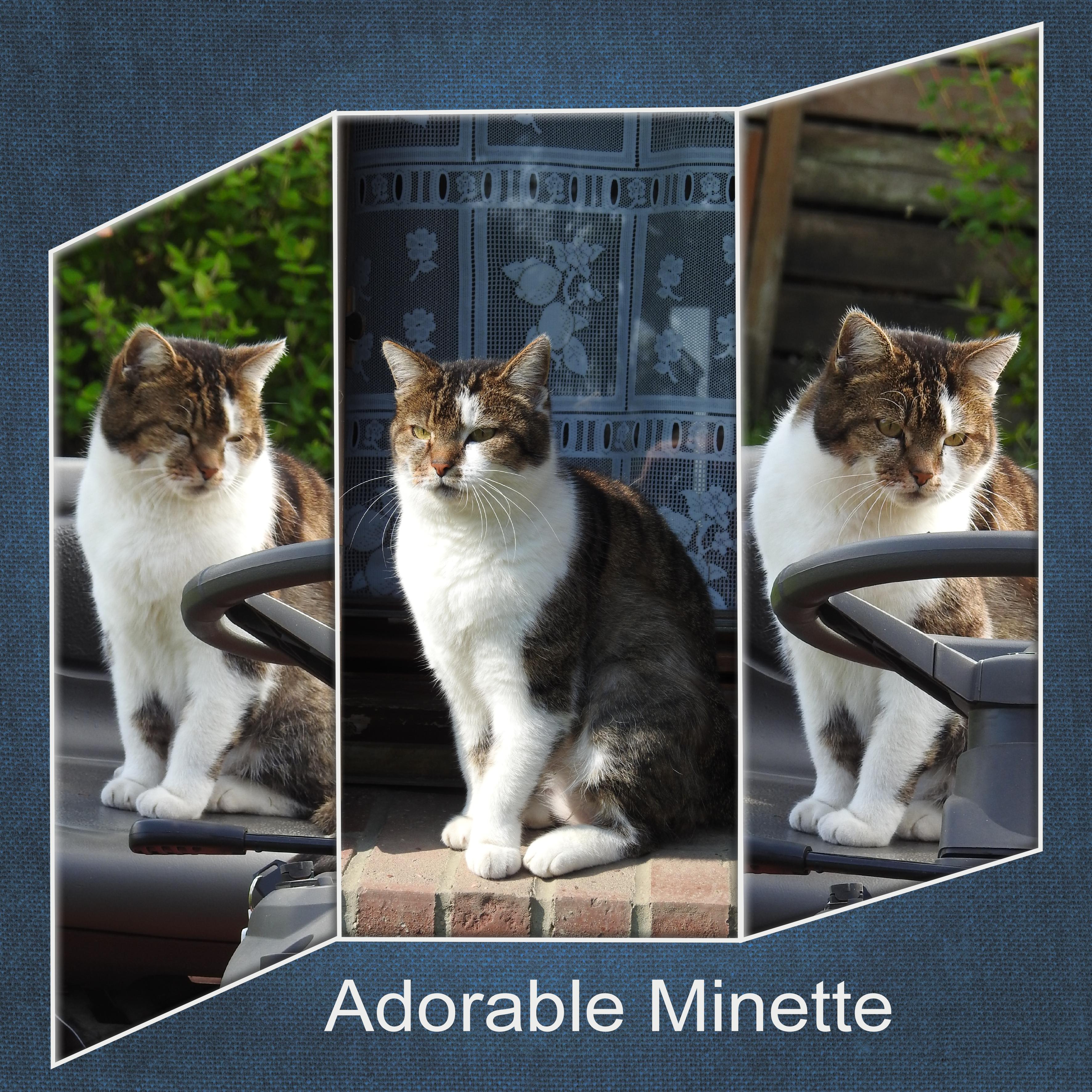 J-A164 - ADORABLE MINETTE.jpg