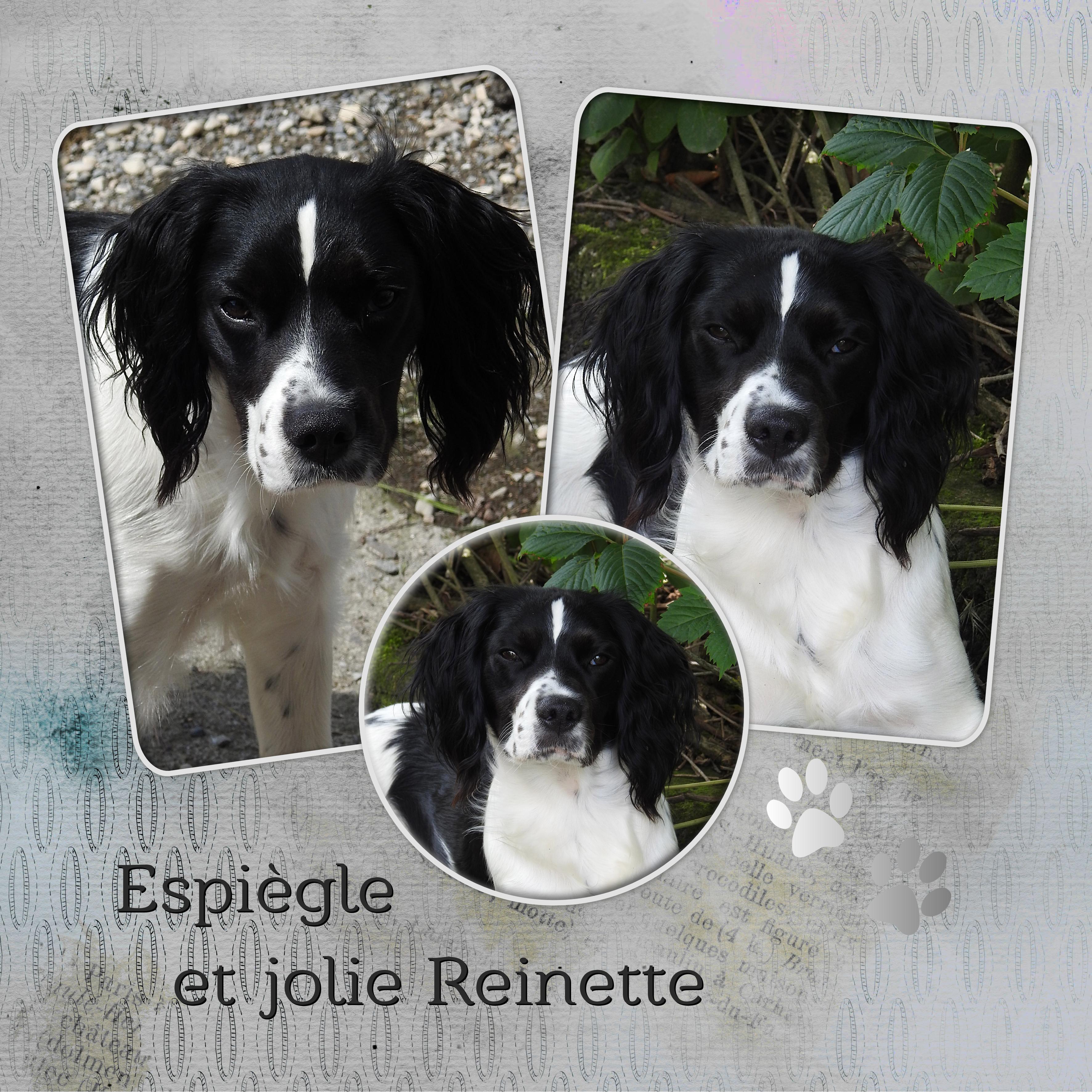 J-A17 - ESPIEGLE REINETTE.jpg