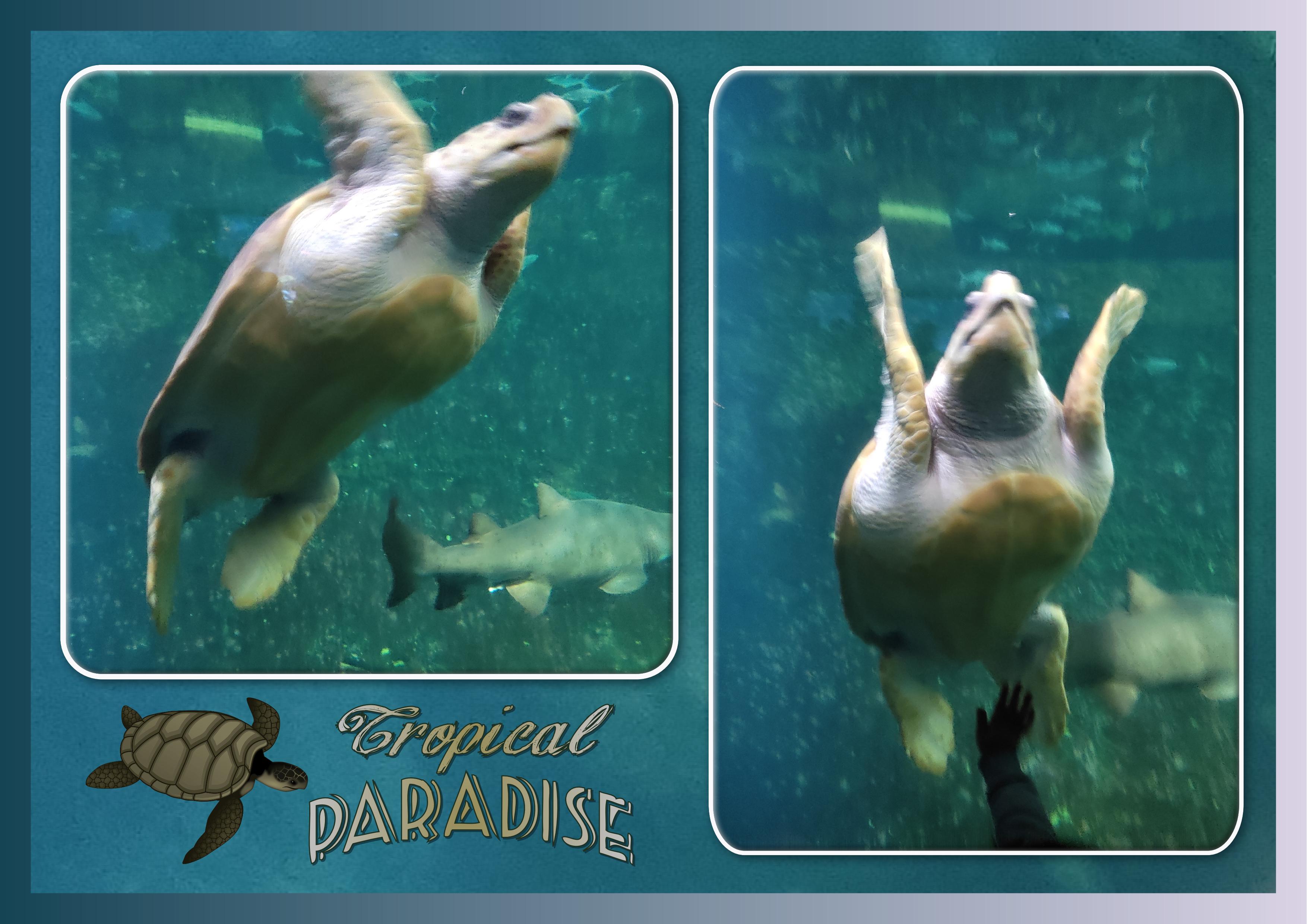 J-A198 - TROPICAL PARADISE.jpg