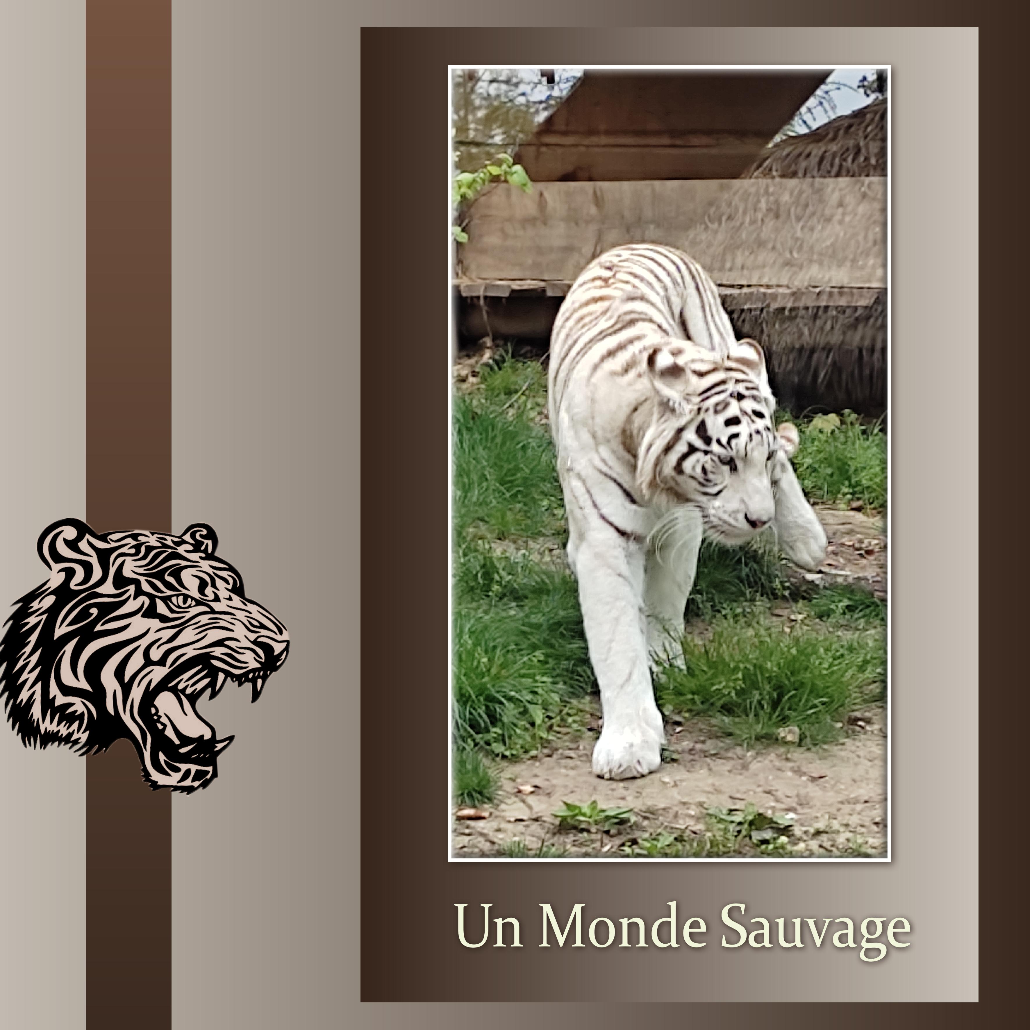 J-A200 - UN MONDE SAUVAGE.jpg