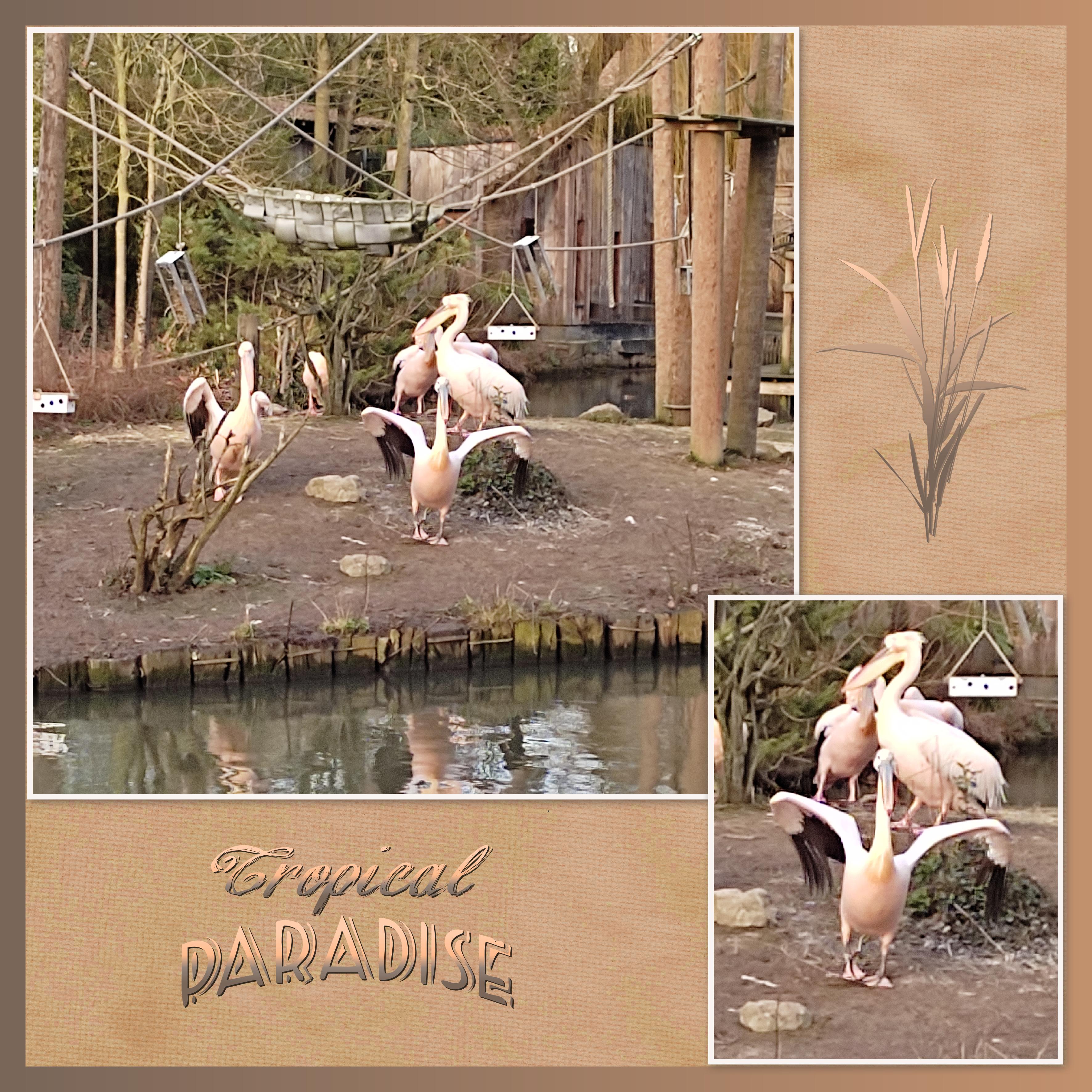 J-A205 - TROPICAL PARADISE.jpg