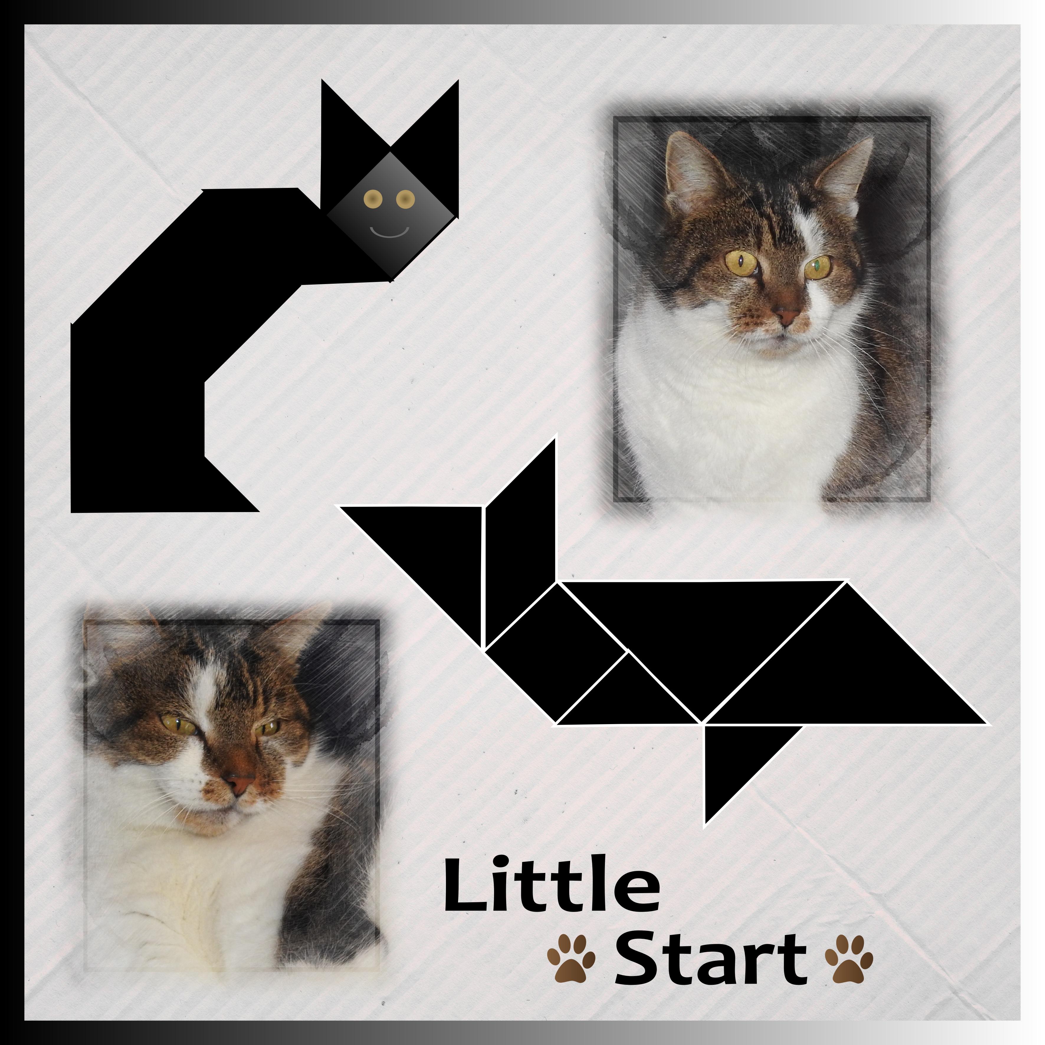 J-A210 - LITTLE STAR.jpg