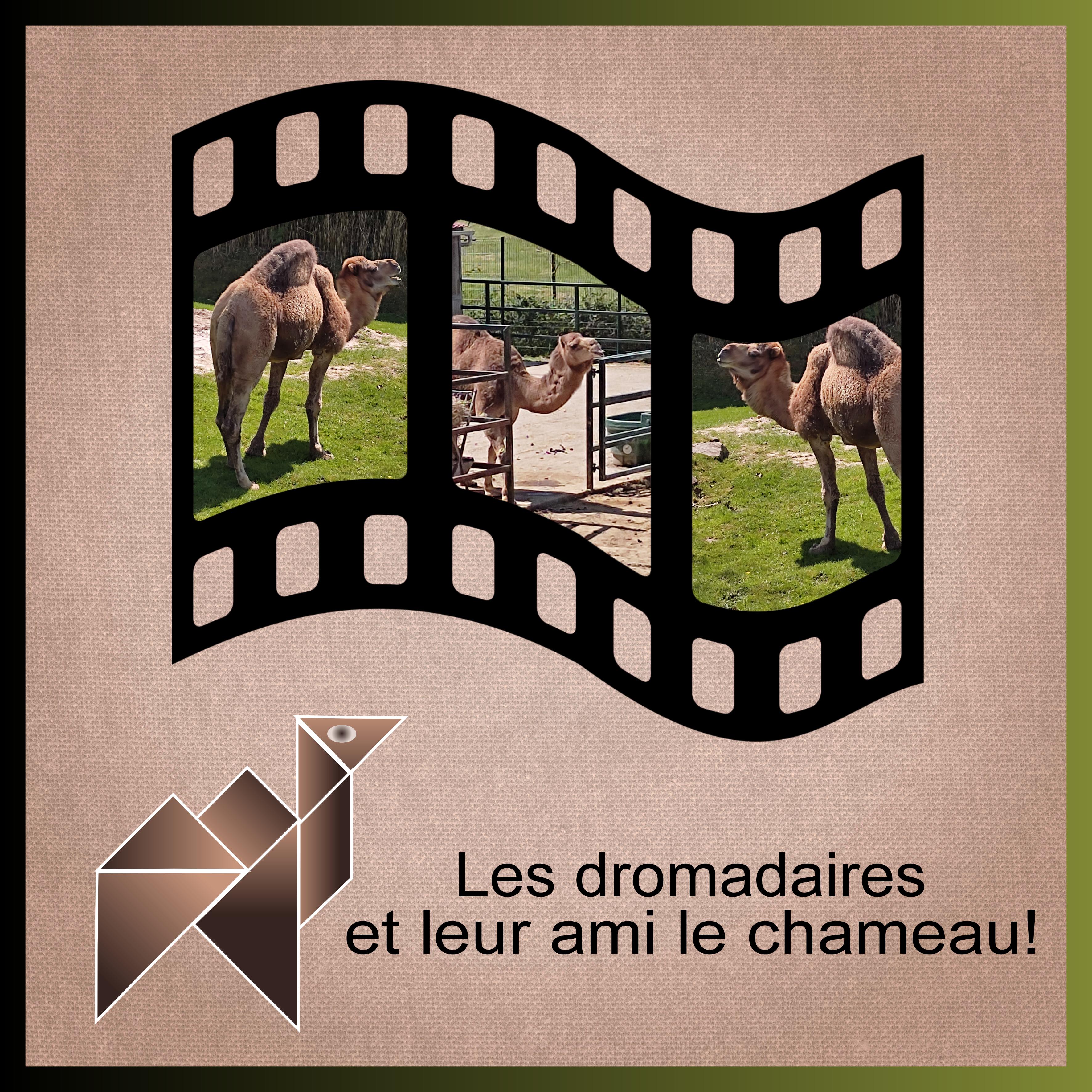 J-A213 - LES DROMADAIRES.jpg