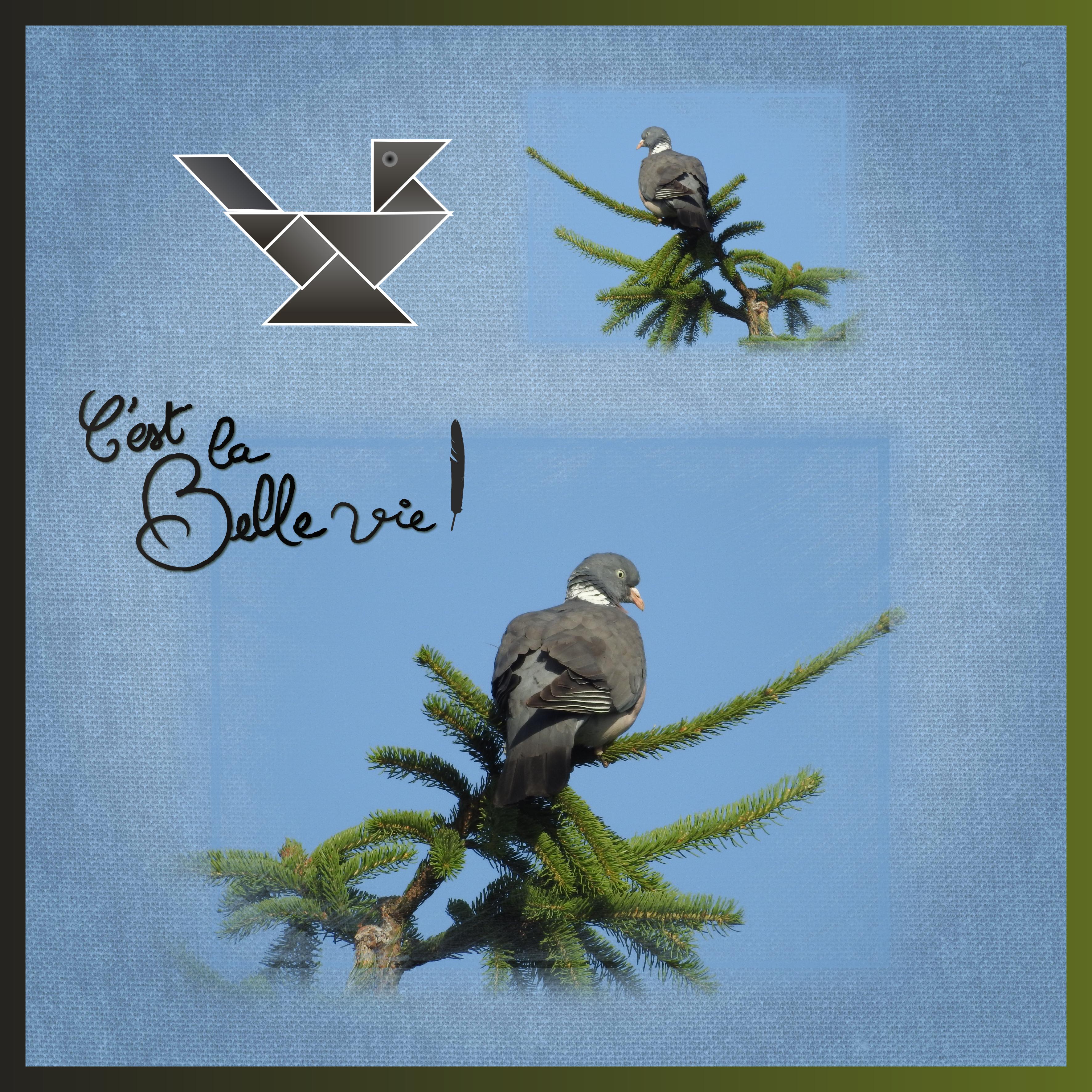 J-A215 - C'EST LA BELLE VIE.jpg