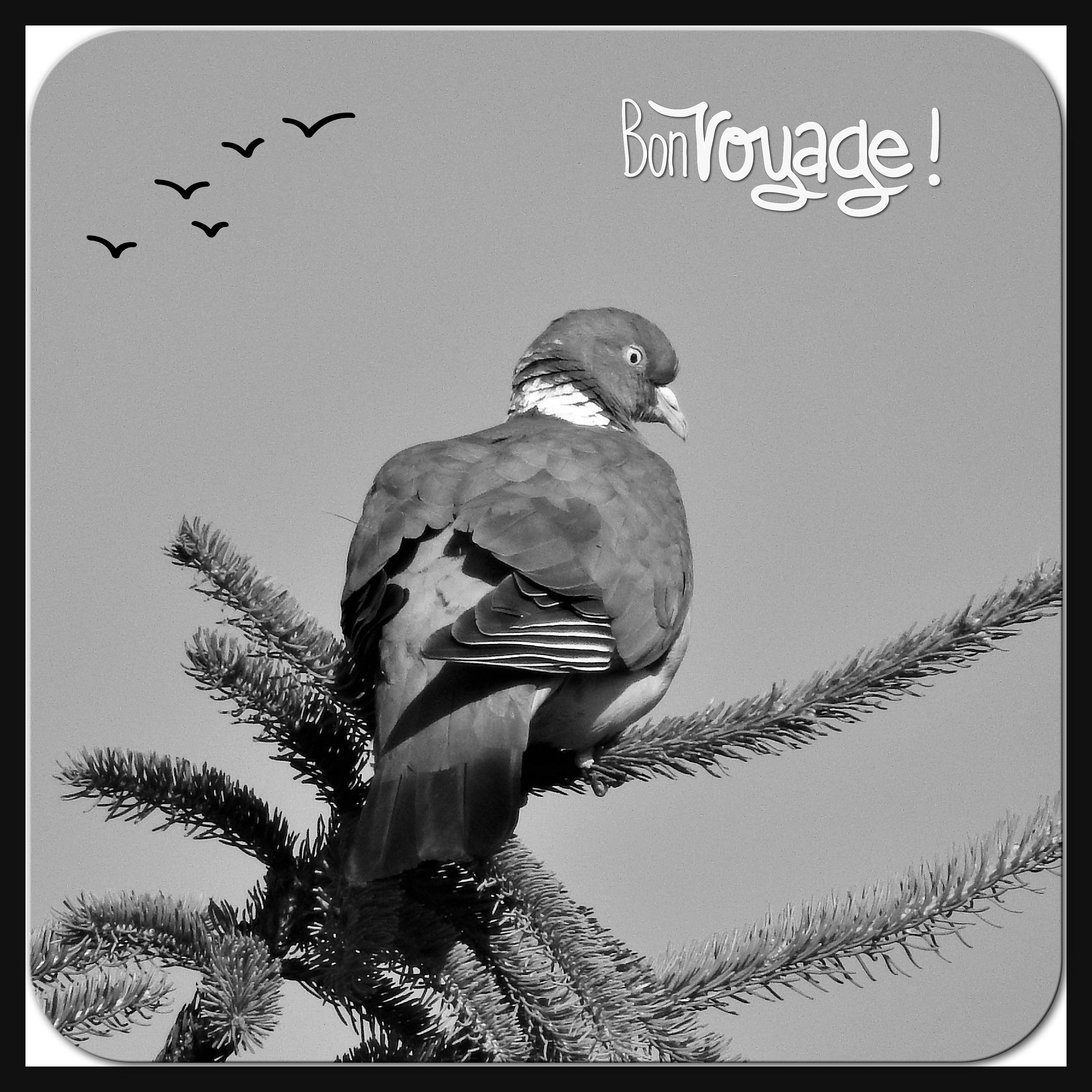 J-A216 - BON VOYAGE.jpg
