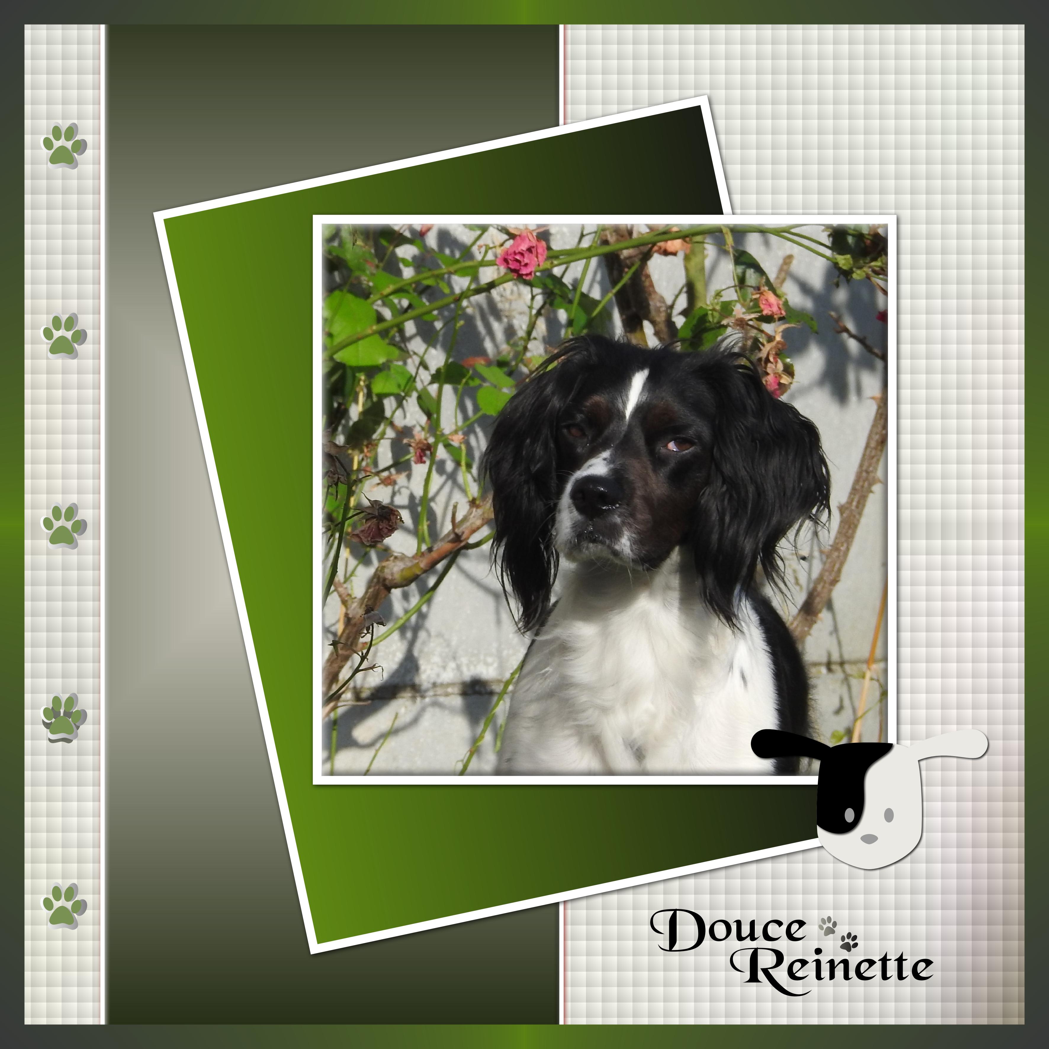 J-A226 - DOUCE REINETTE.jpg