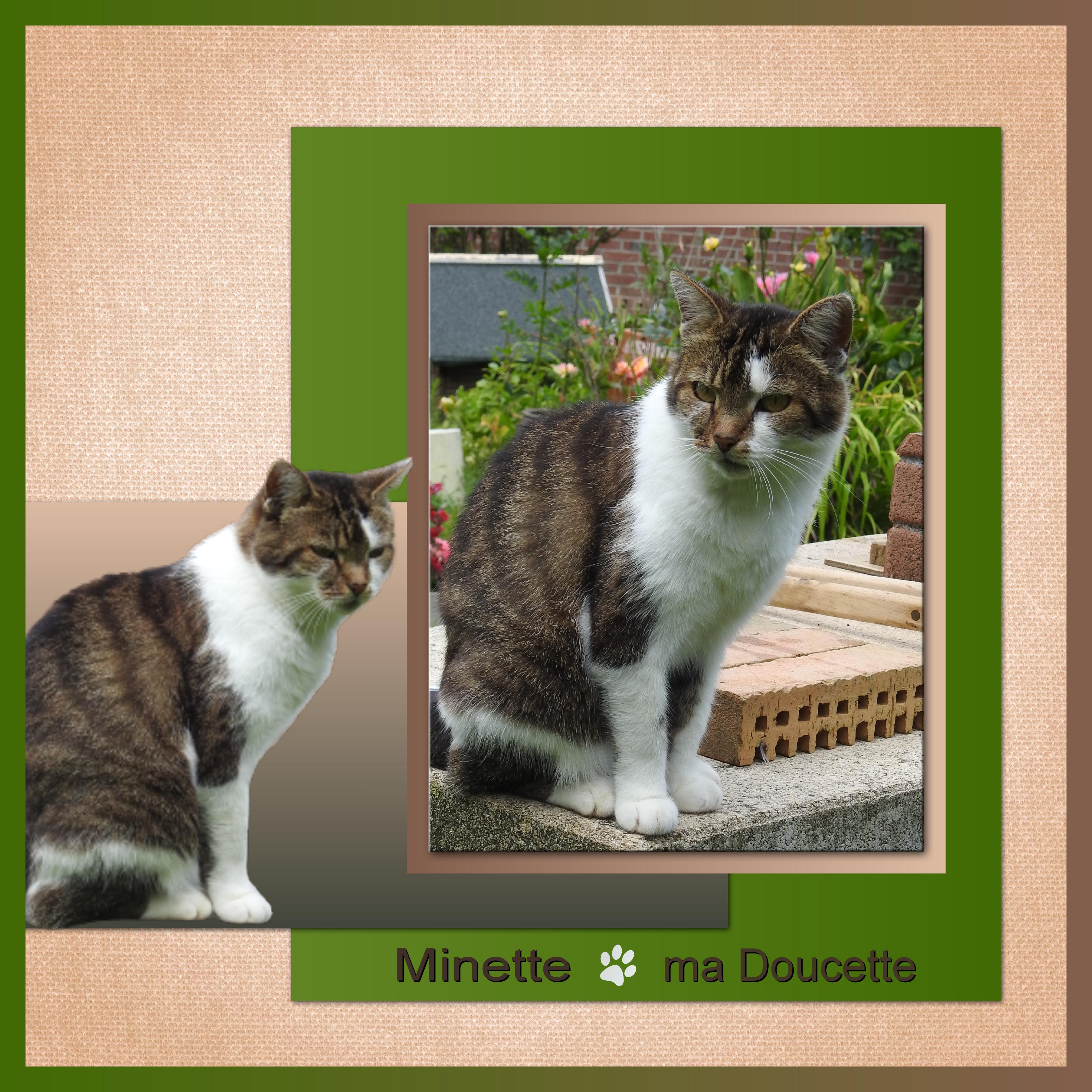 J-A227 - MINETTE - MA DOUCETTE.jpg