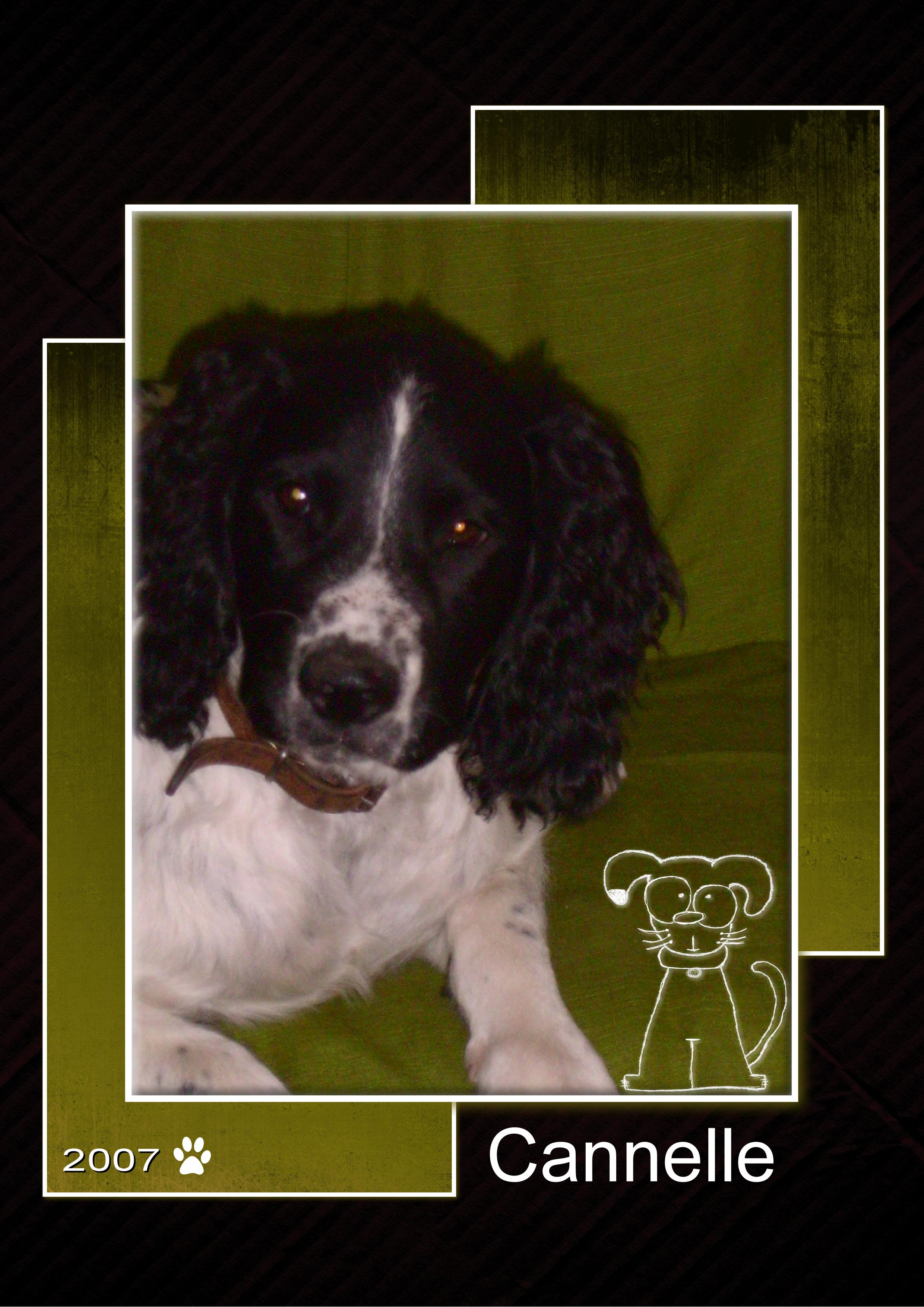 J-A232 - CANNELLE.jpg