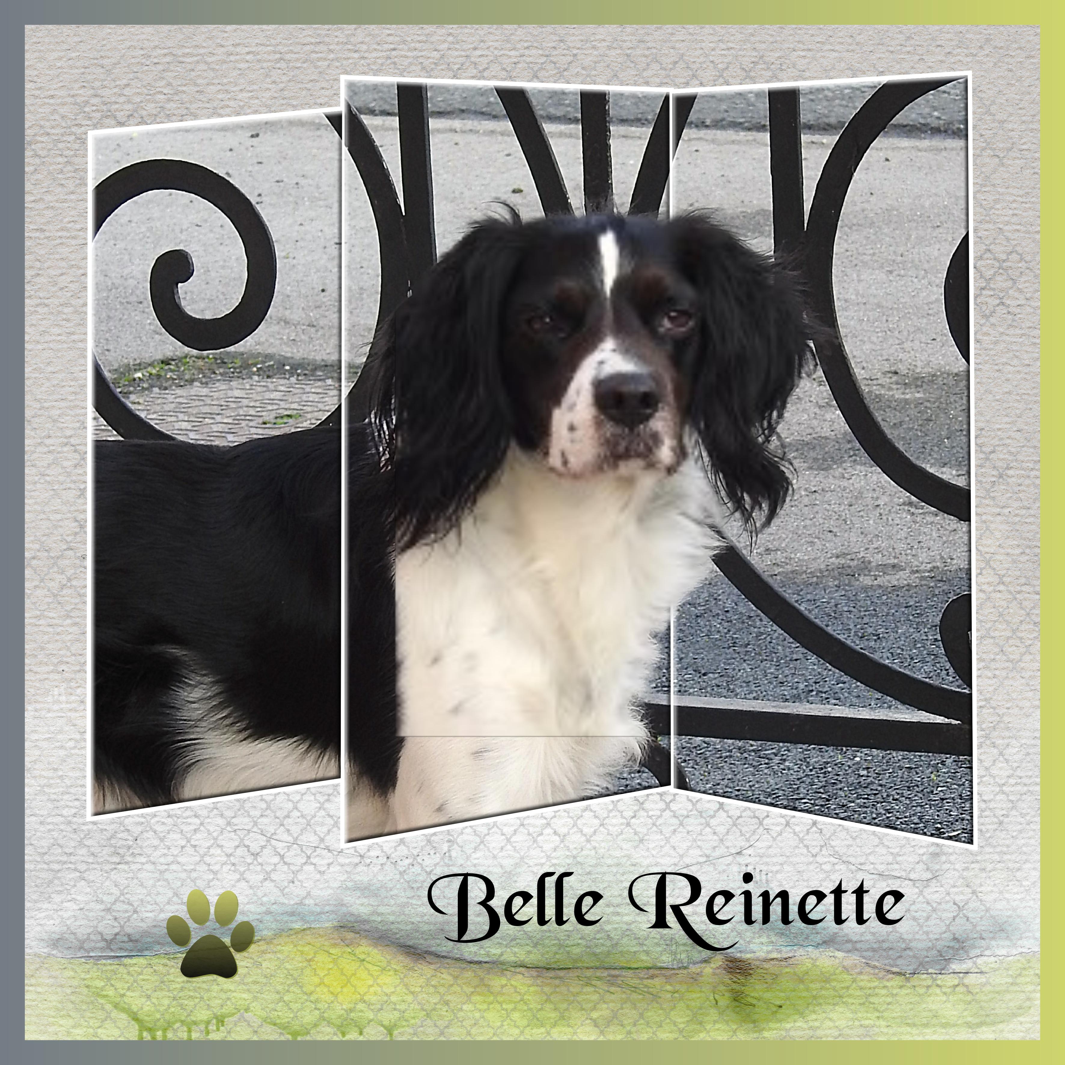 J-A238 - BELLE REINETTE.jpg