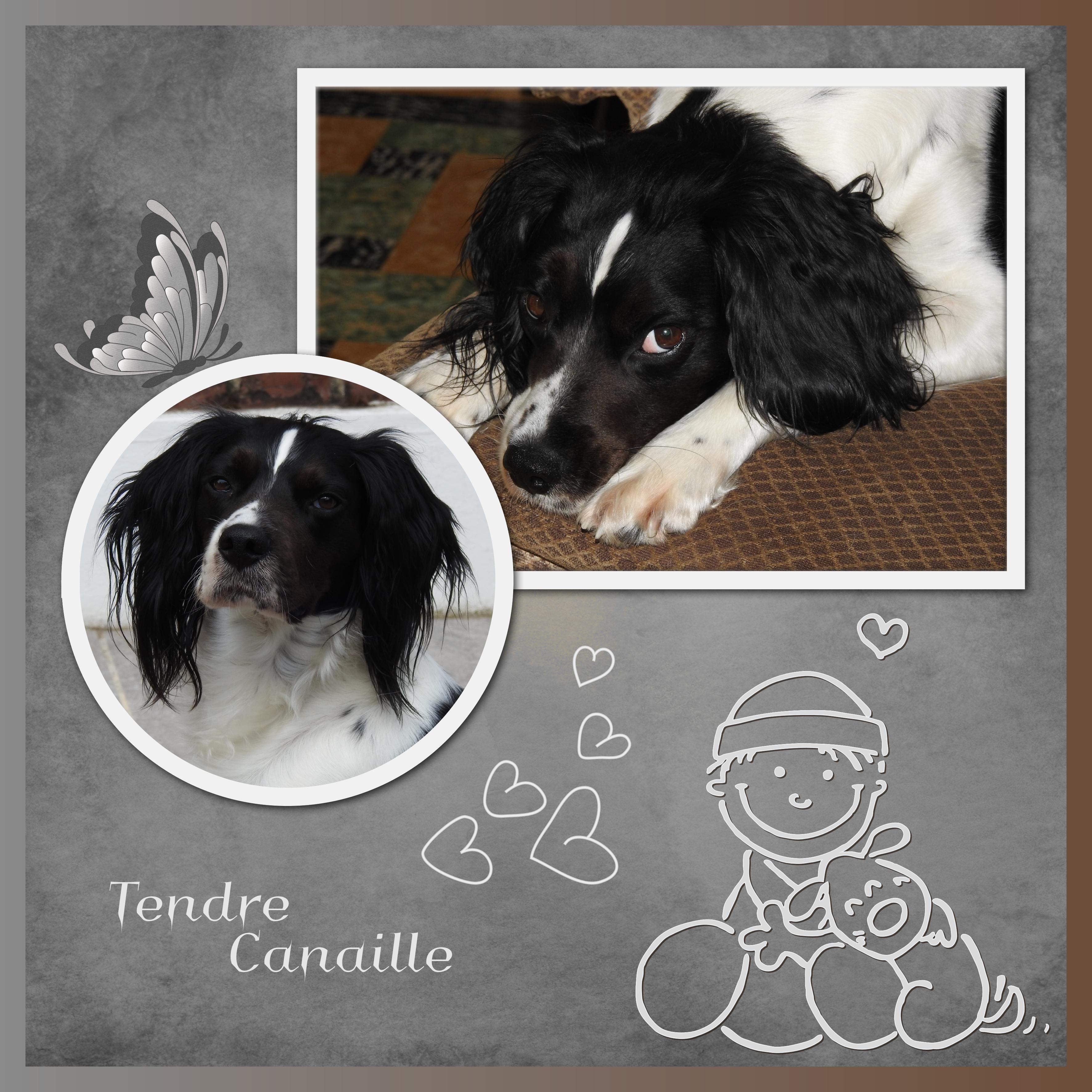J-A250 - TENDRE CANAILLE.jpg