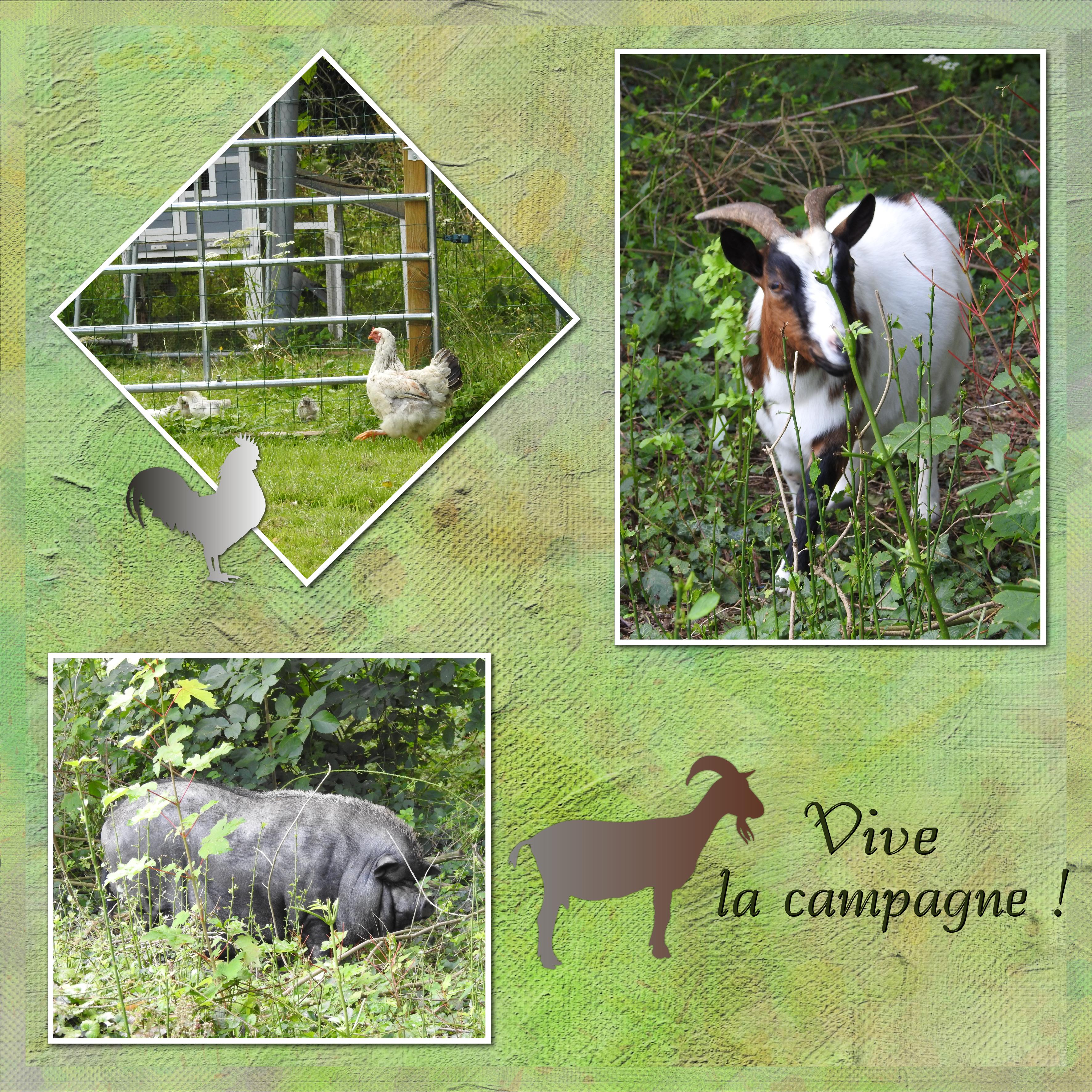 J-A26 - VIVE LA CAMPAGNE.jpg