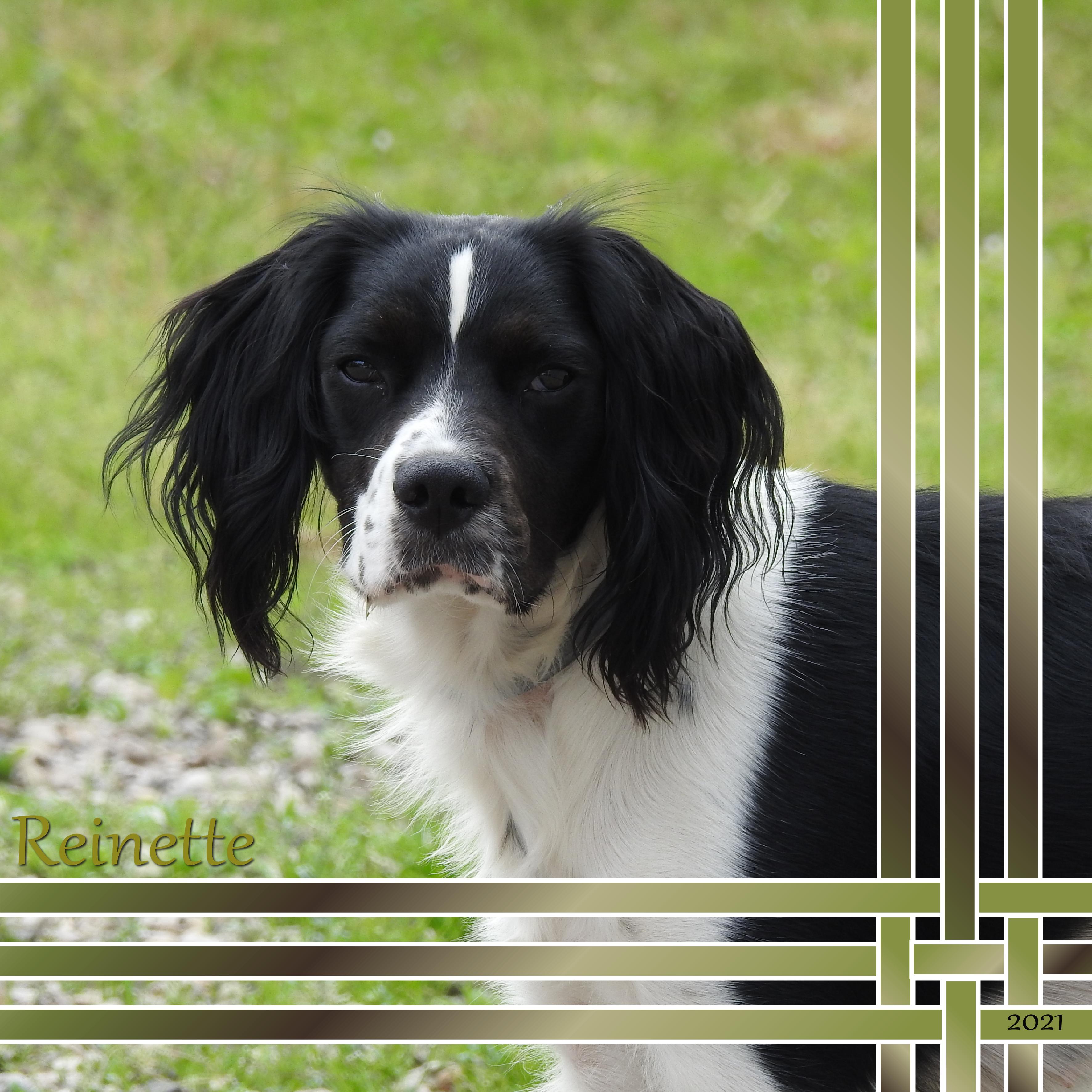 J-A27 - REINETTE.jpg