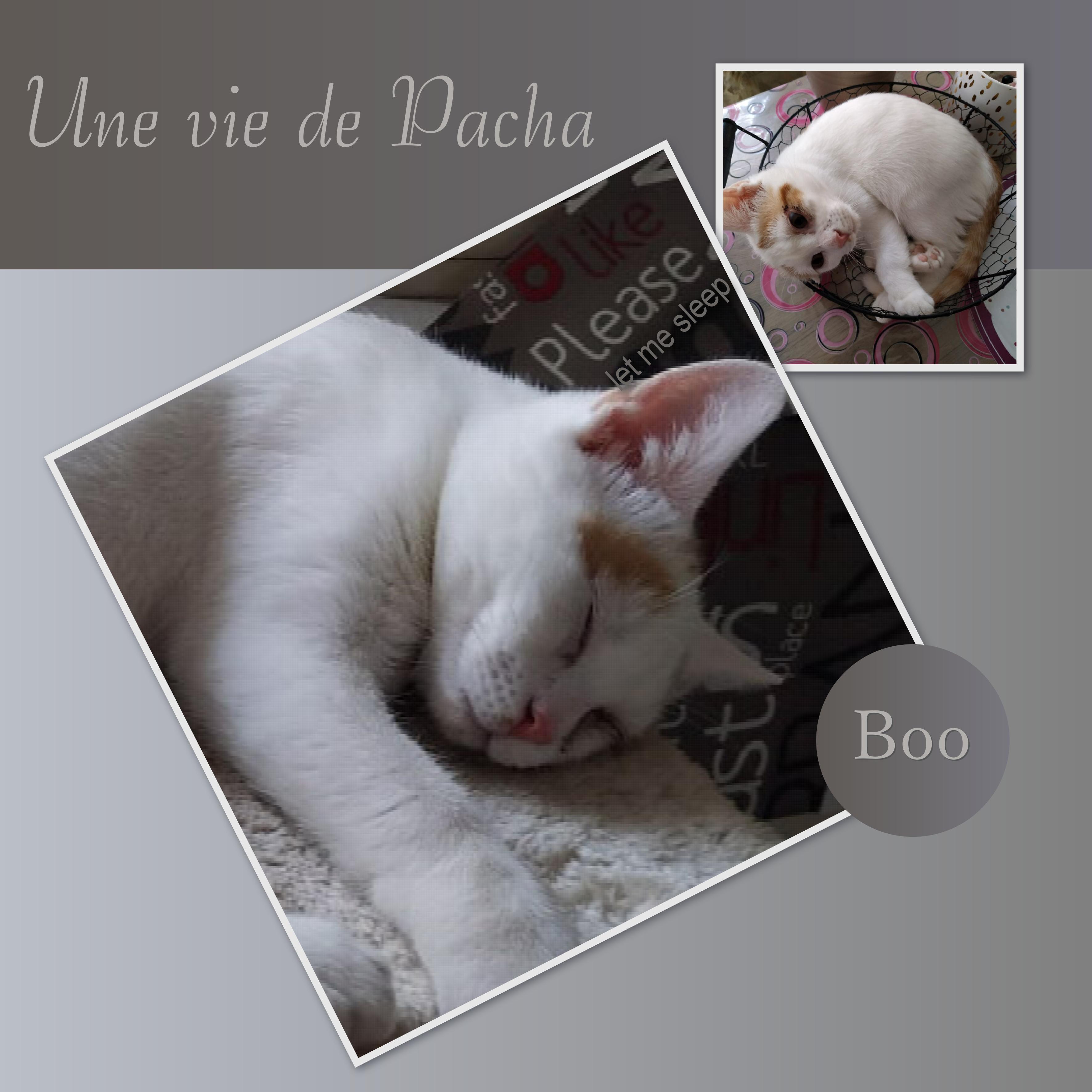 J-A28 - UNE VIE DE PACHA.jpg