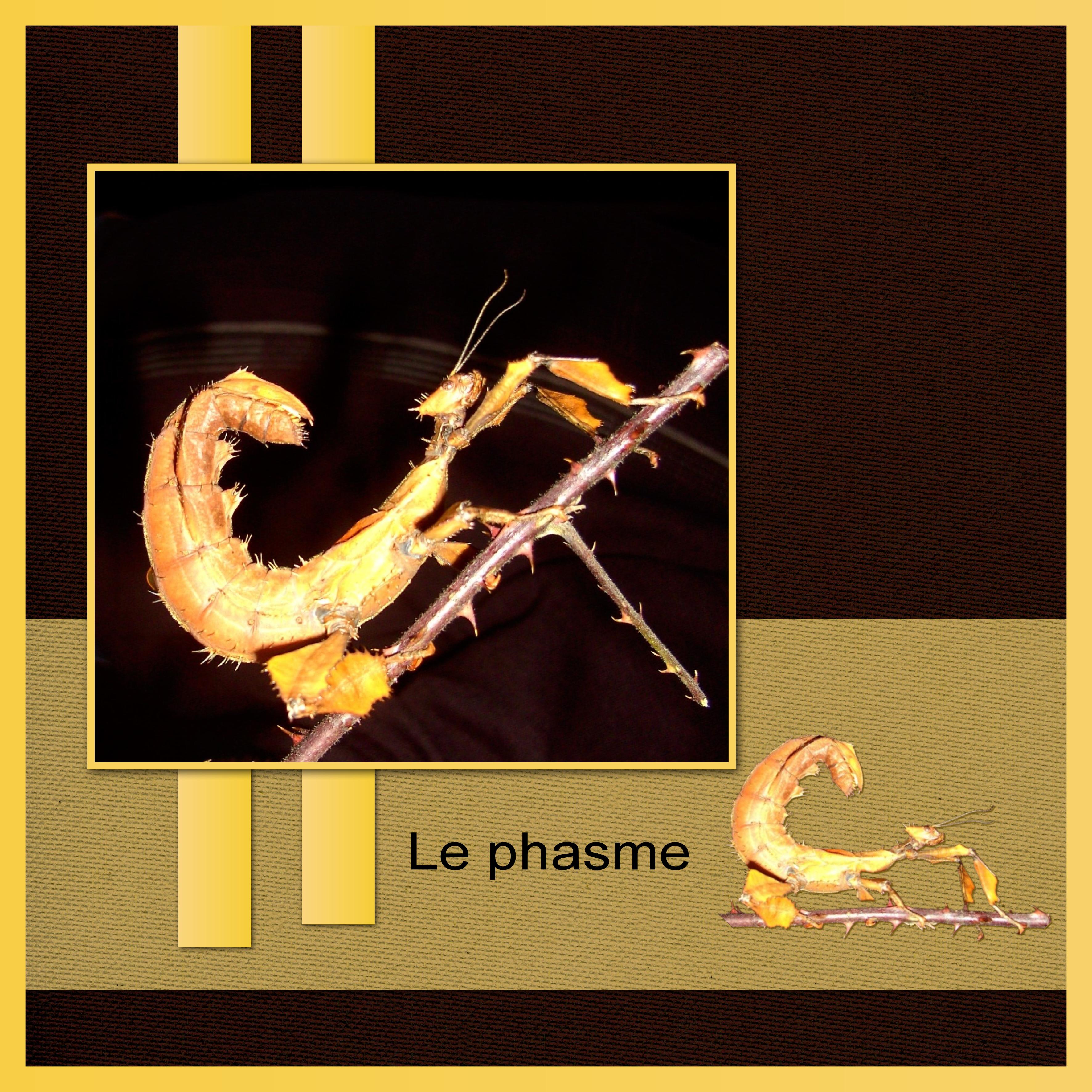 J-A280 - LE PHASME.jpg