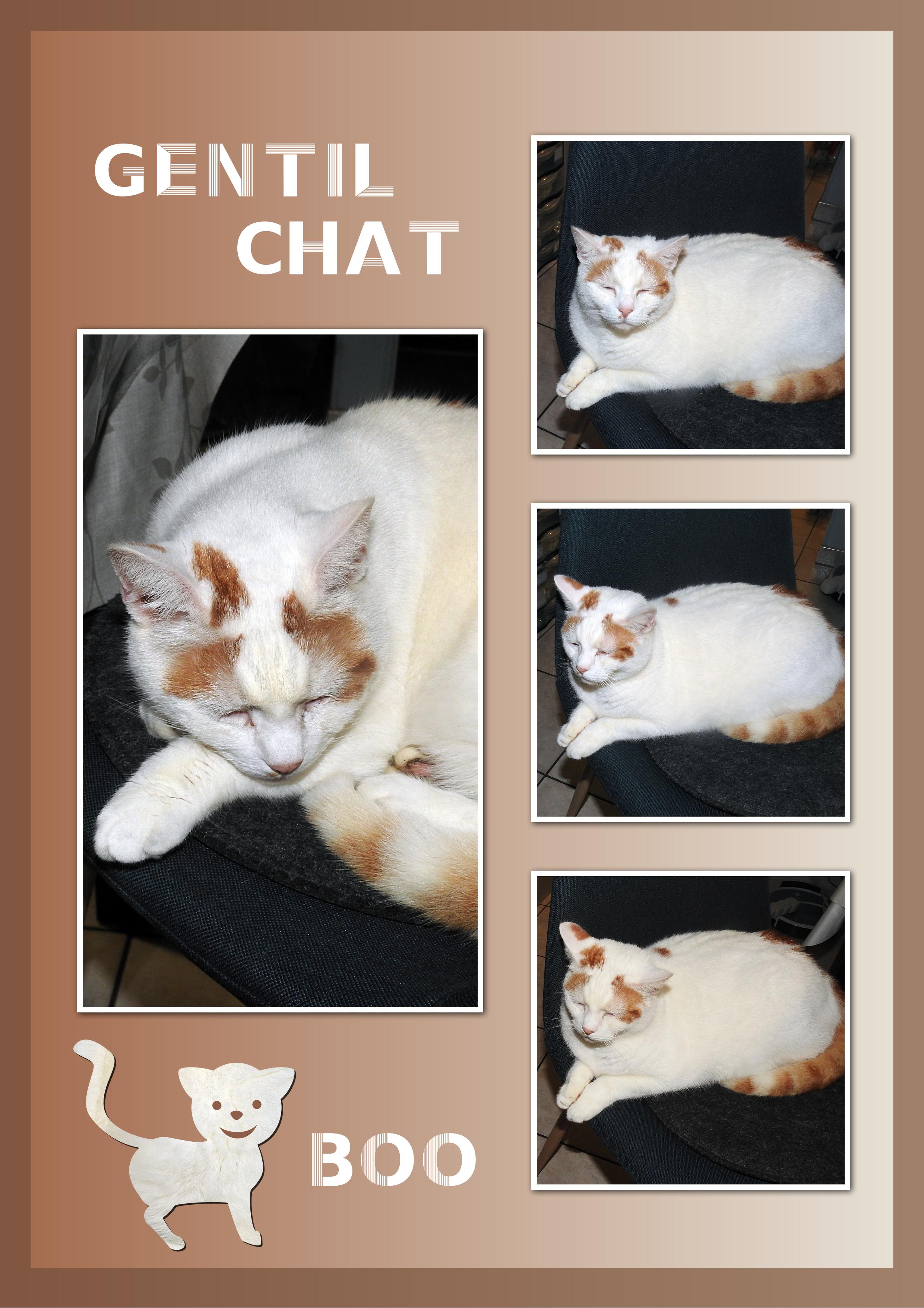 J-A286 - GENTIL CHAT BOO.jpg