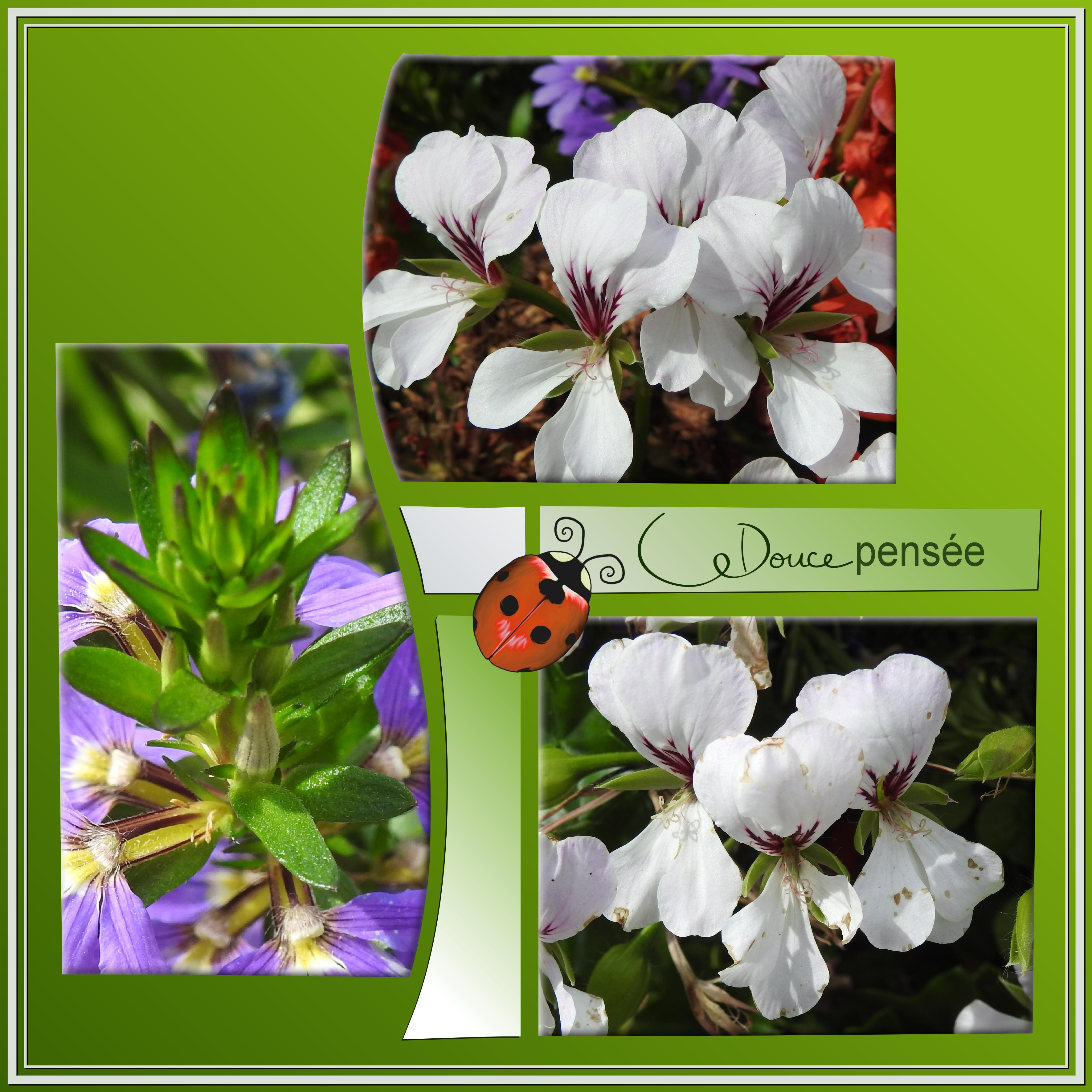 J-a29 - DOUCE PENSEE.jpg
