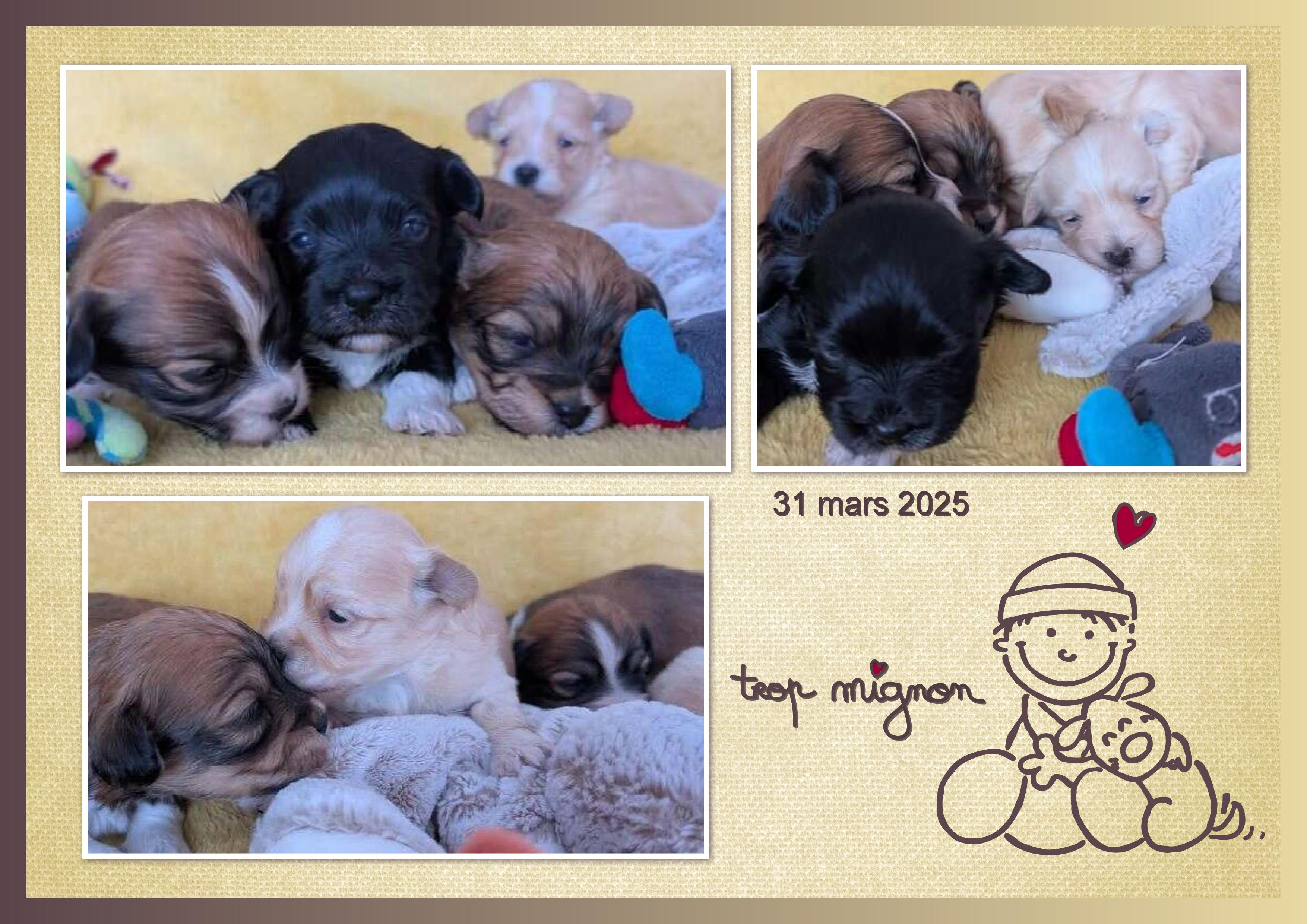 J-A303 - TROP MIGNON.jpg