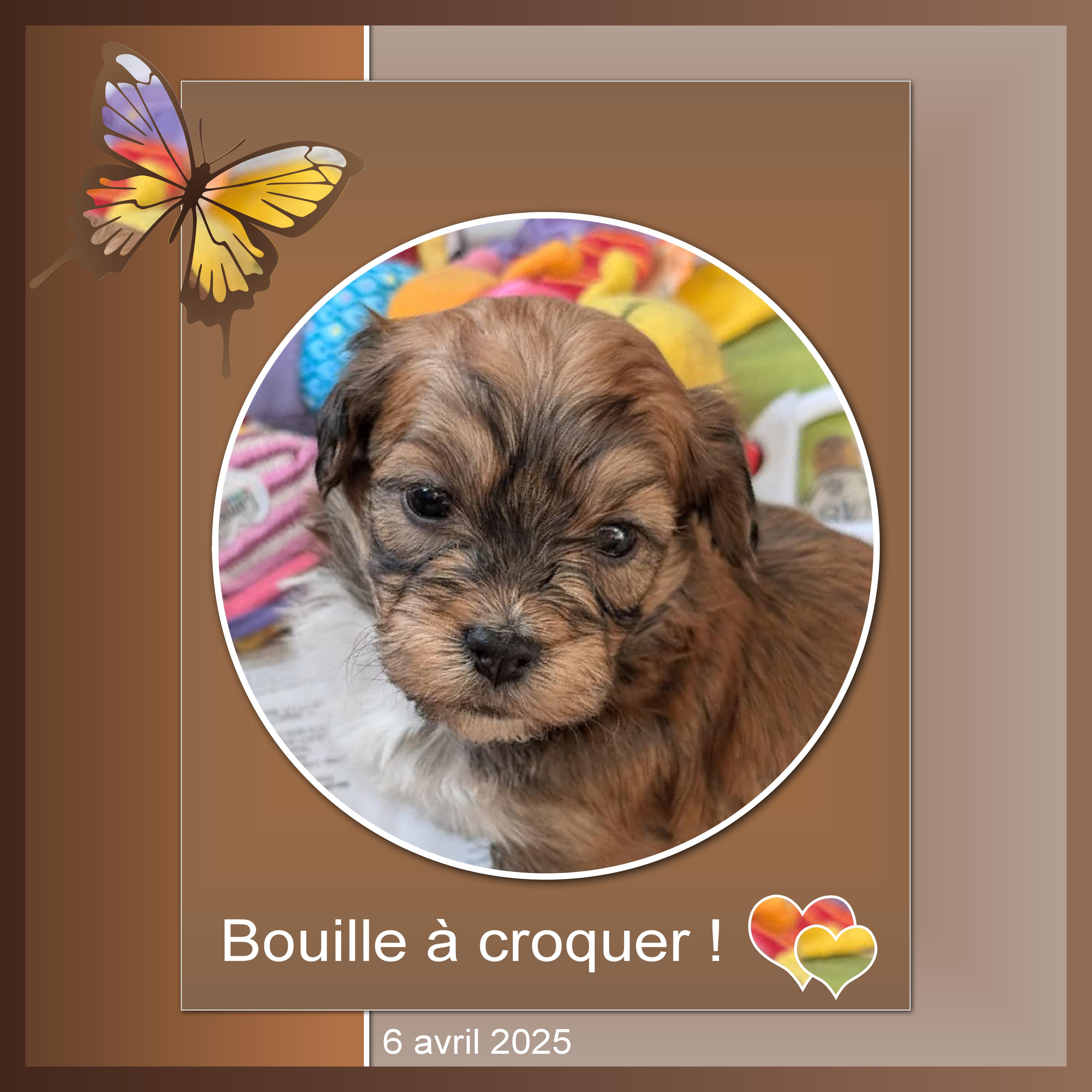 J-A307 - BOUILLE A CROQUER.jpg