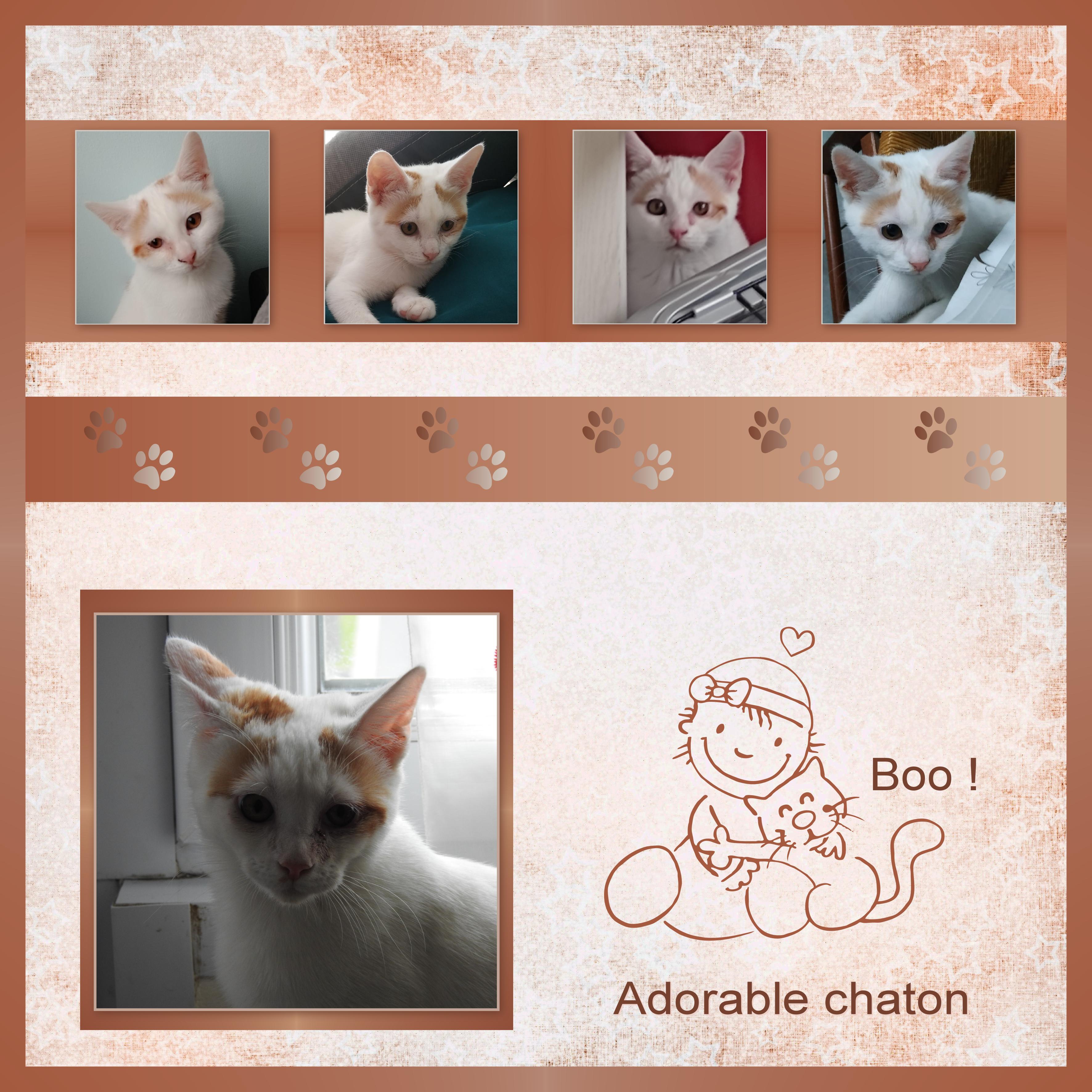 J-A31 - BOO ADORABLE CHATON.jpg