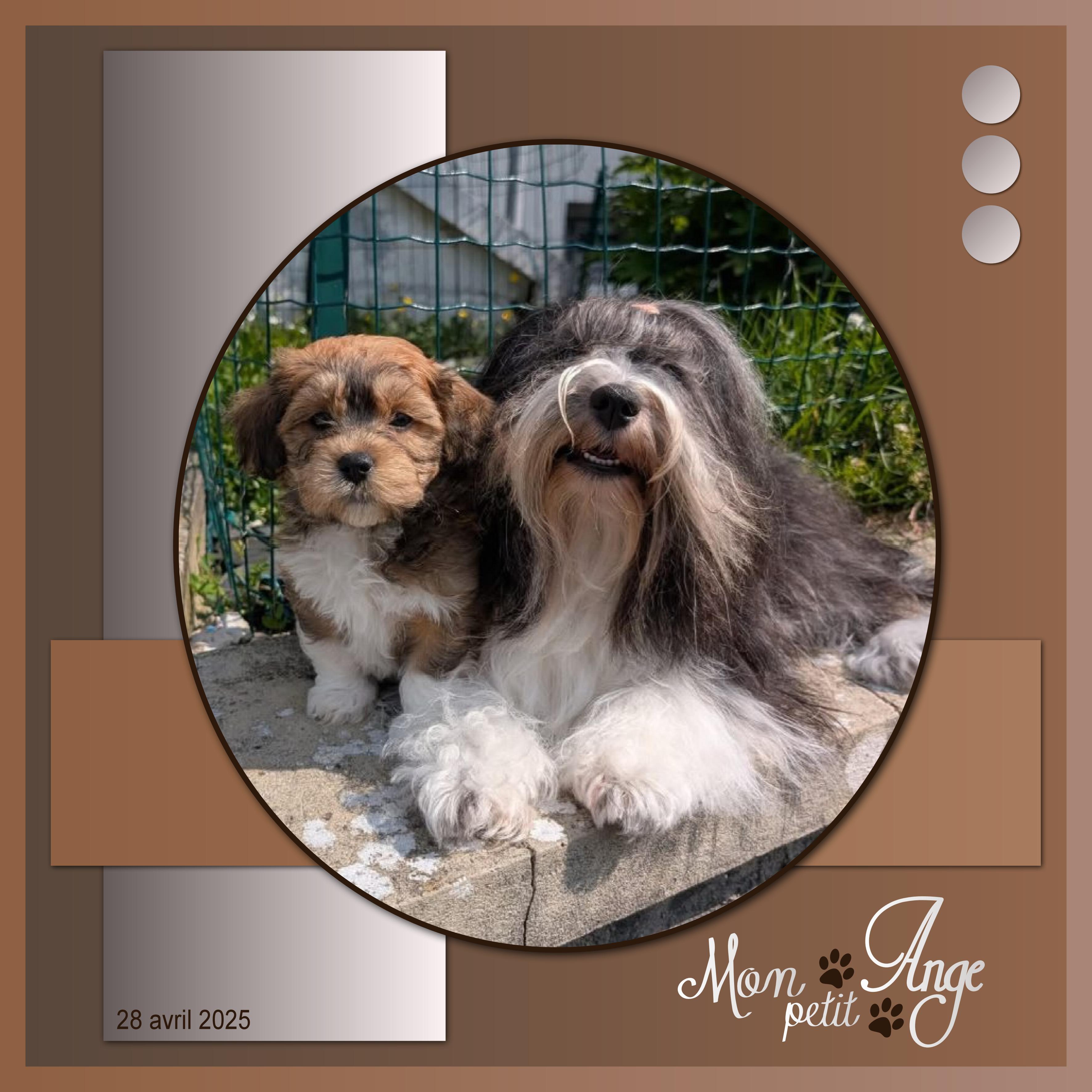 J-A312 - MON PETIT ANGE.jpg