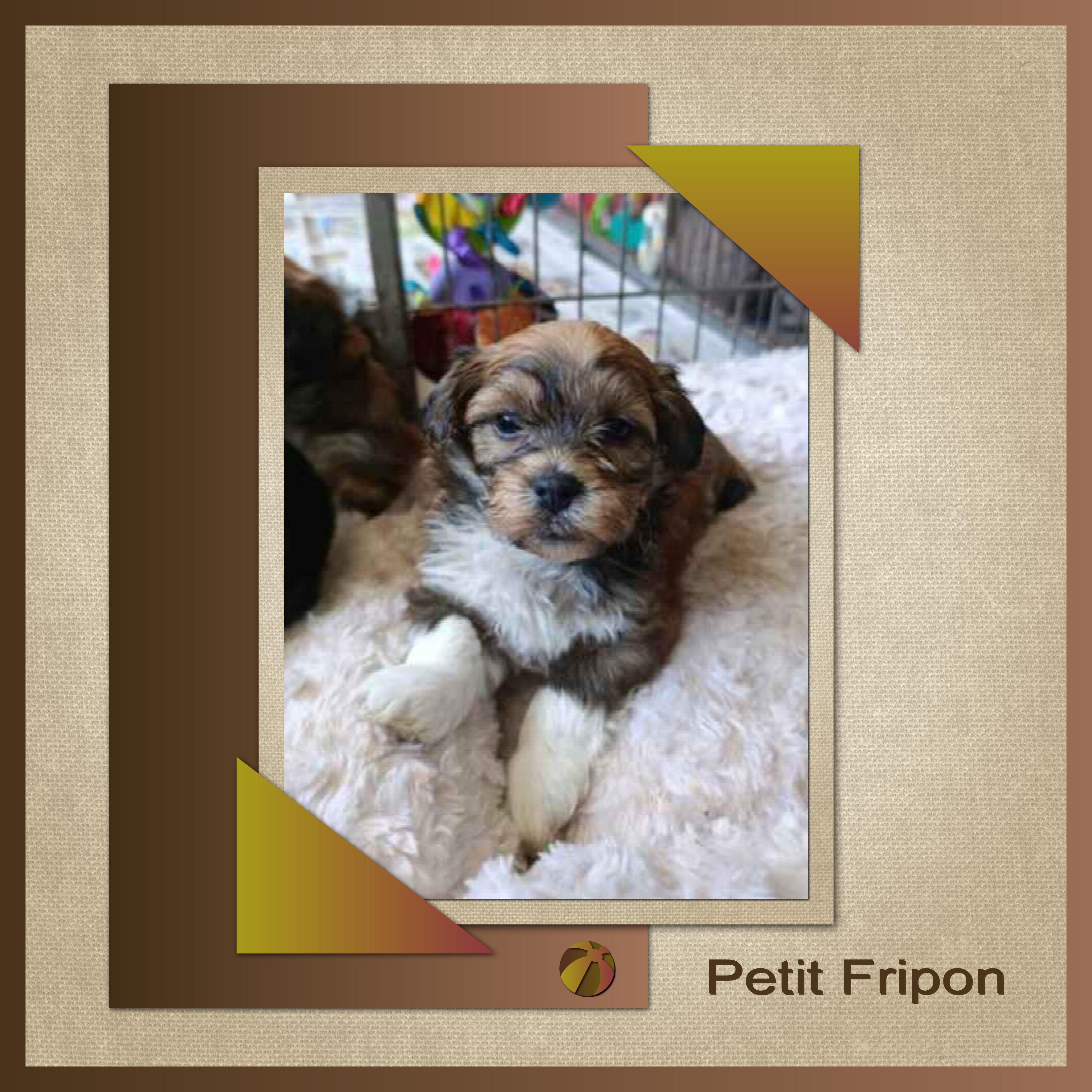 J-A313 - PETIT FRIPON.jpg