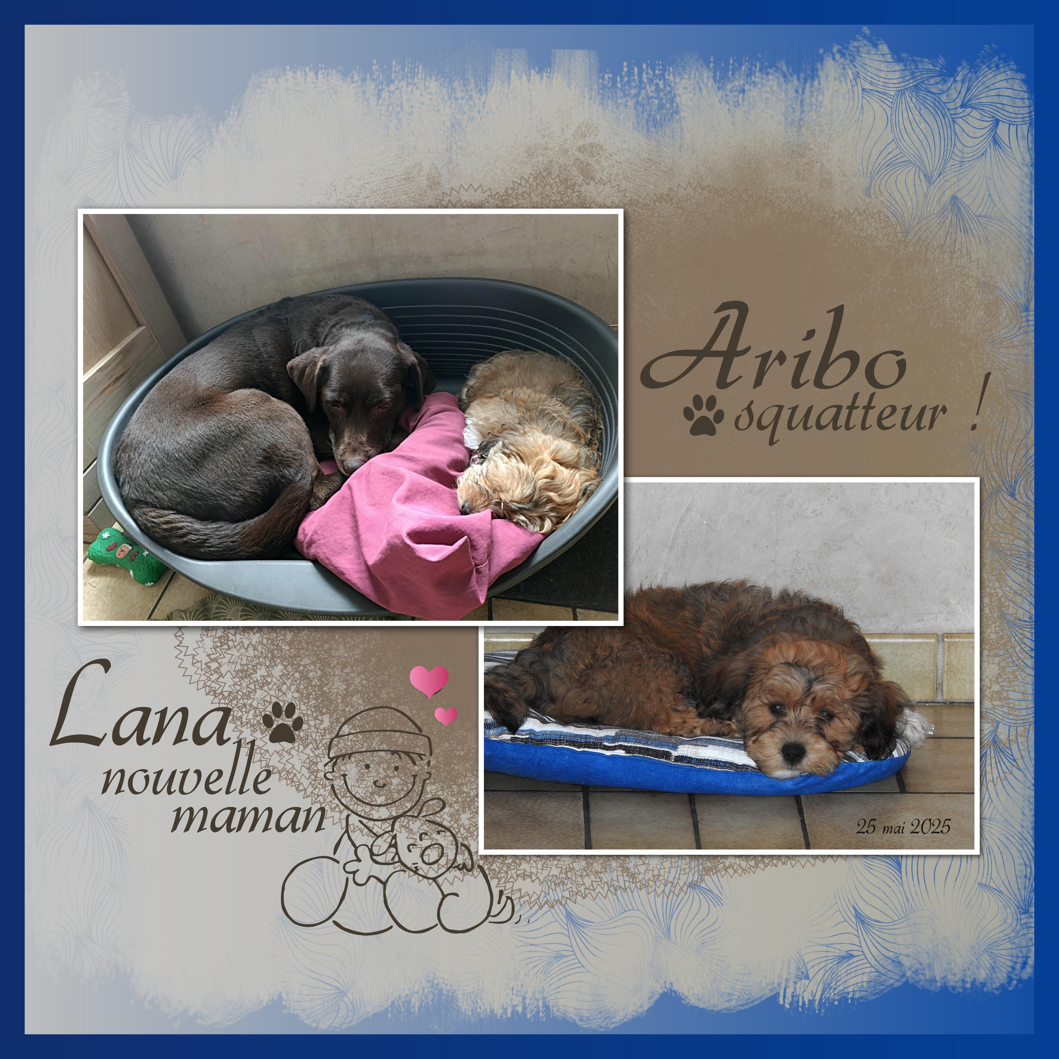 J-A316 - ARIBO ET LANA.jpg