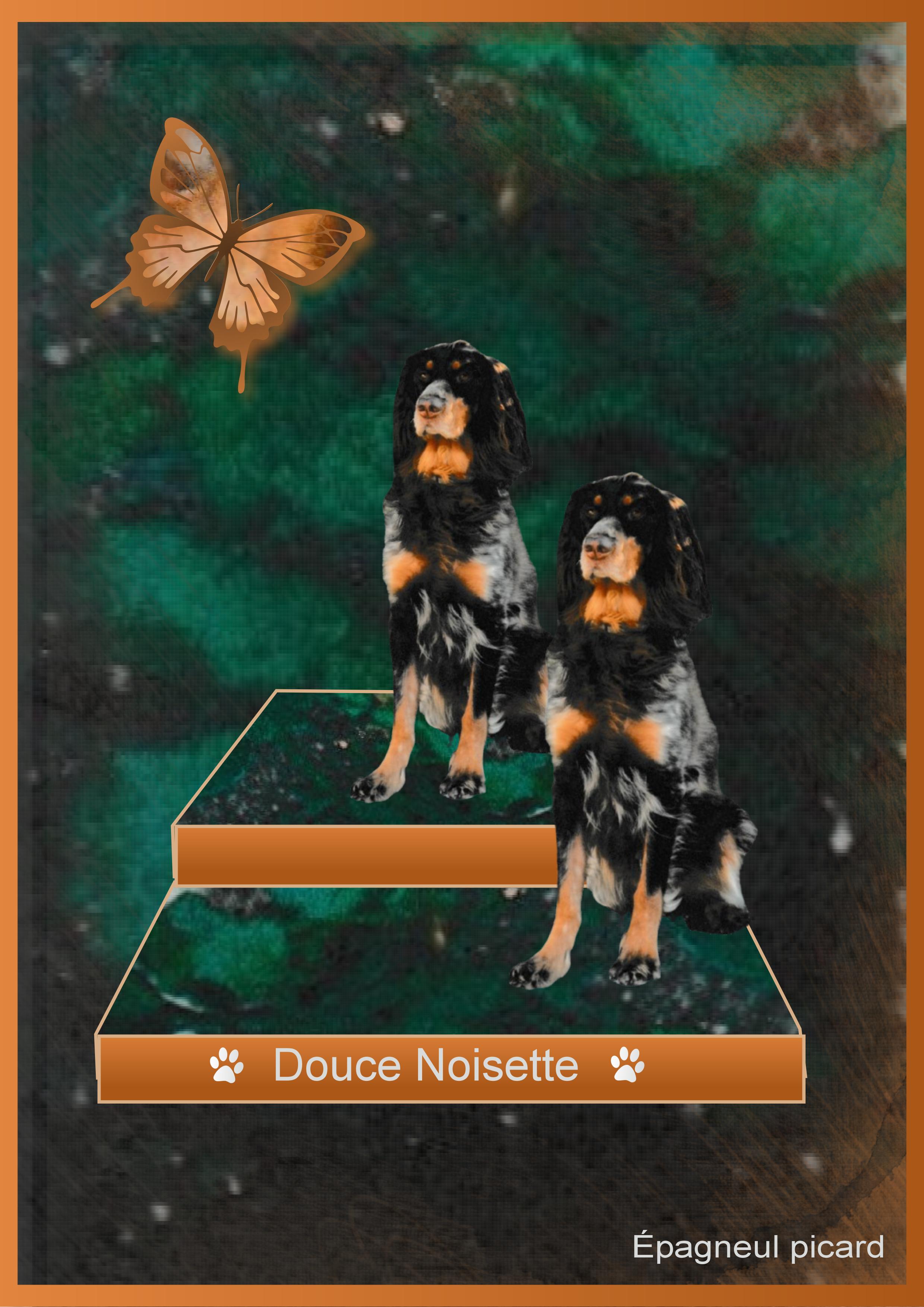 J-A317 - DOUCE NOISETTE.jpg