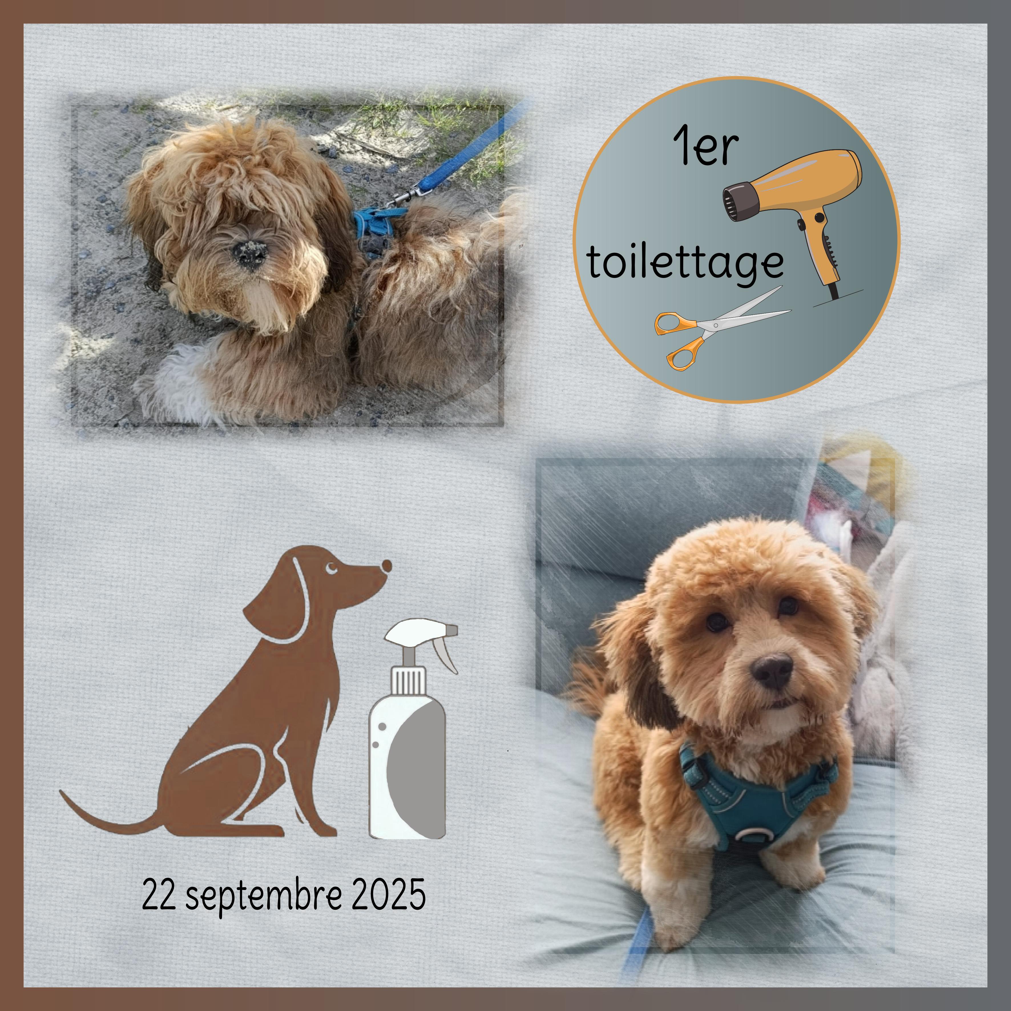 J-A321 - PREMIER TOILETTAGE.jpg