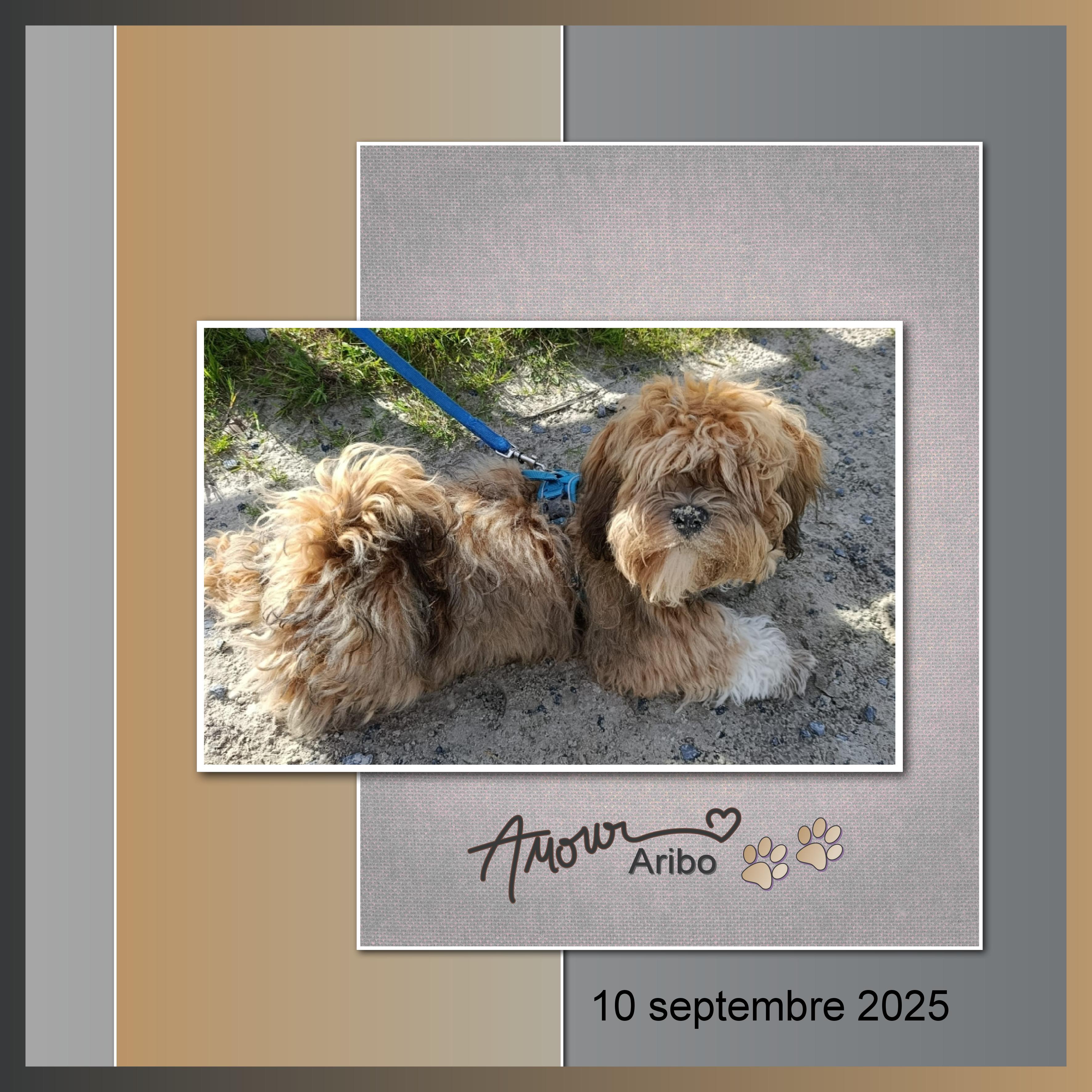 J-A322 - AMOUR ARIBO.jpg