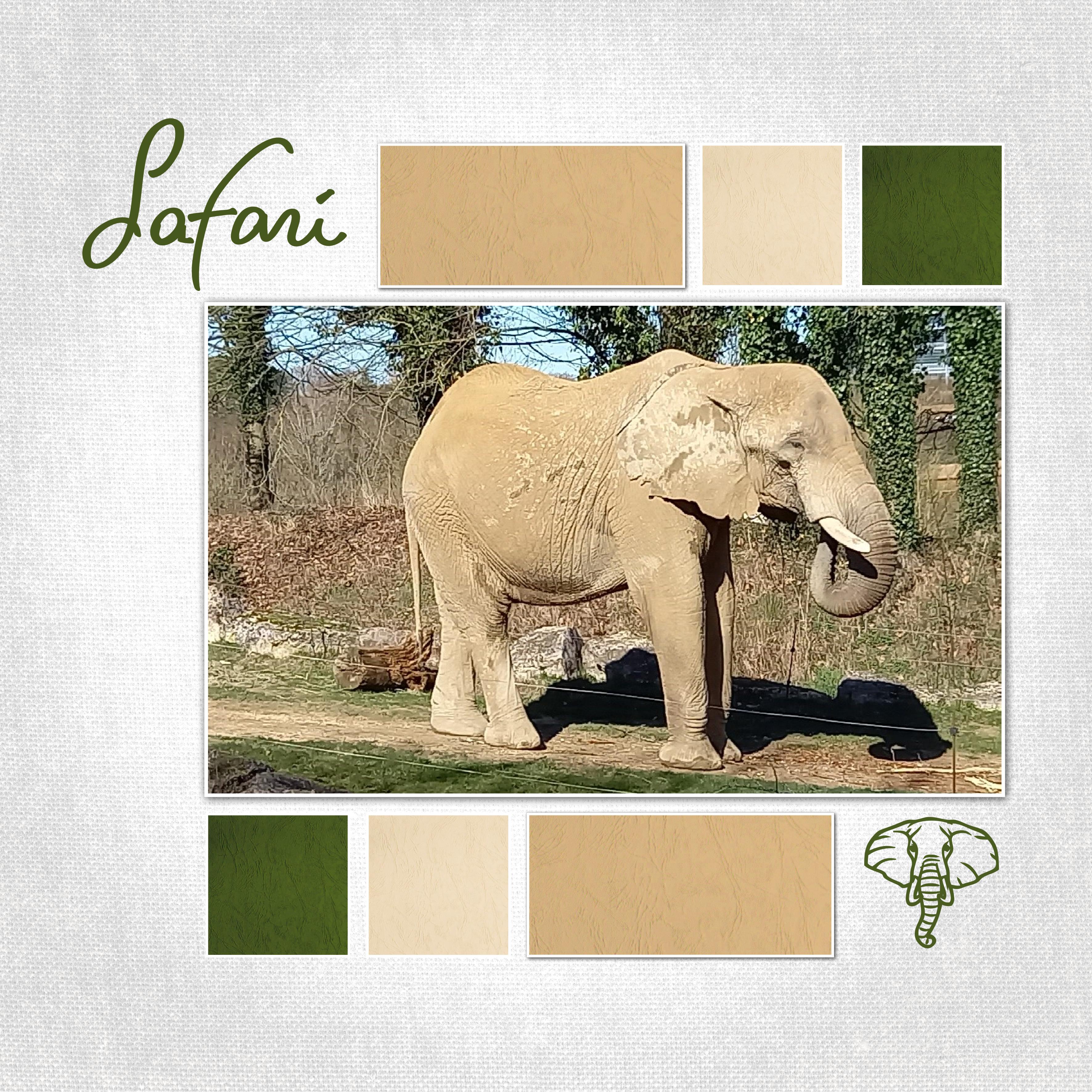 J-A326 - SAFARI.jpg