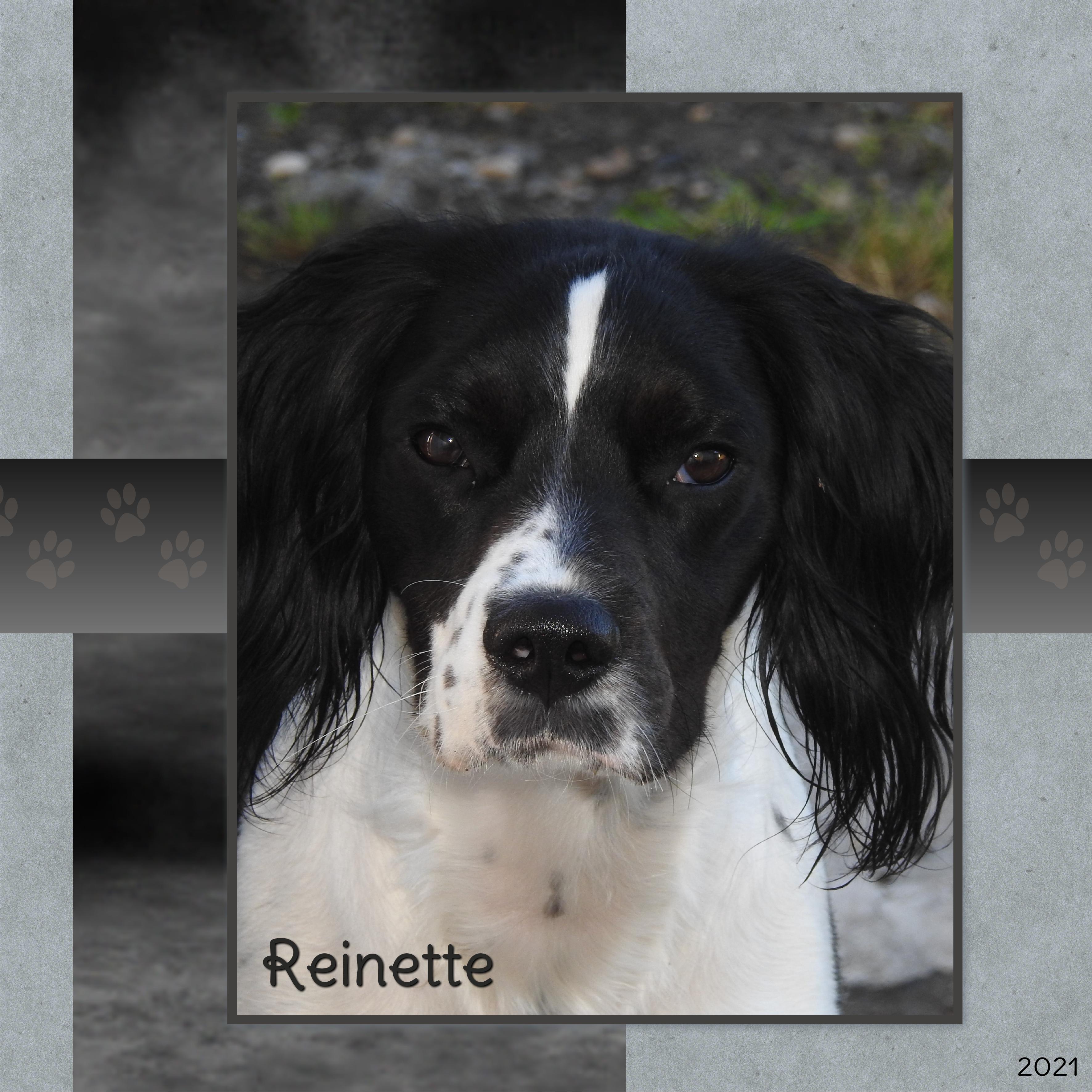 J-A33 - REINETTE.jpg