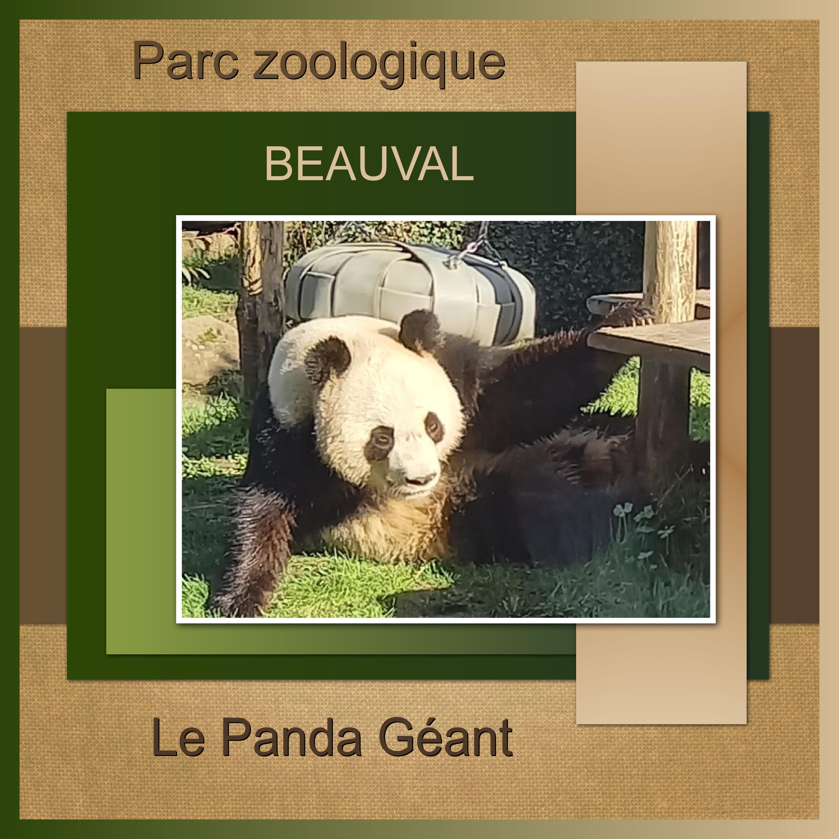 J-A330 - LE PANDA GEANT.jpg