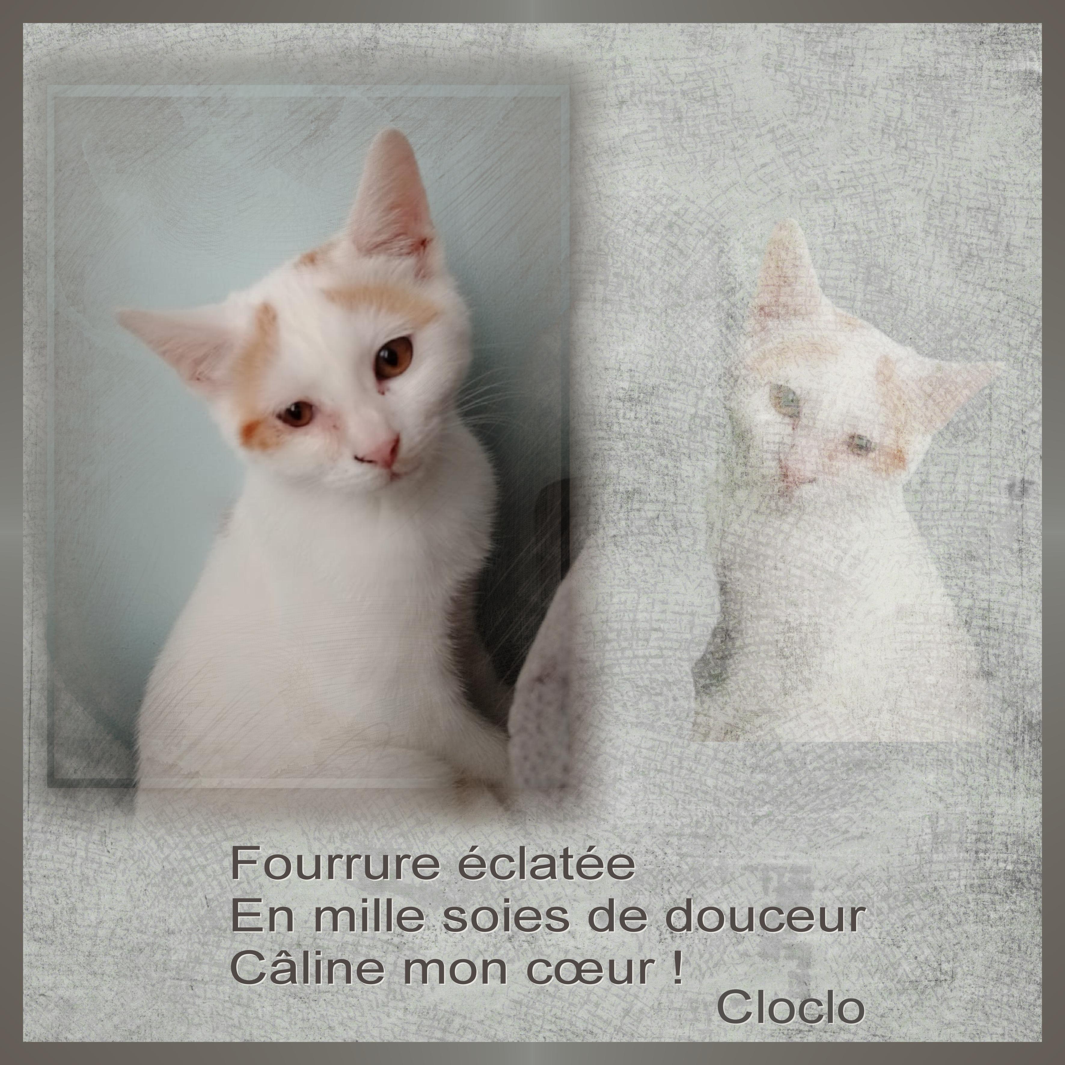 J-A35 - MILLE SOIES DE DOUCEUR.jpg