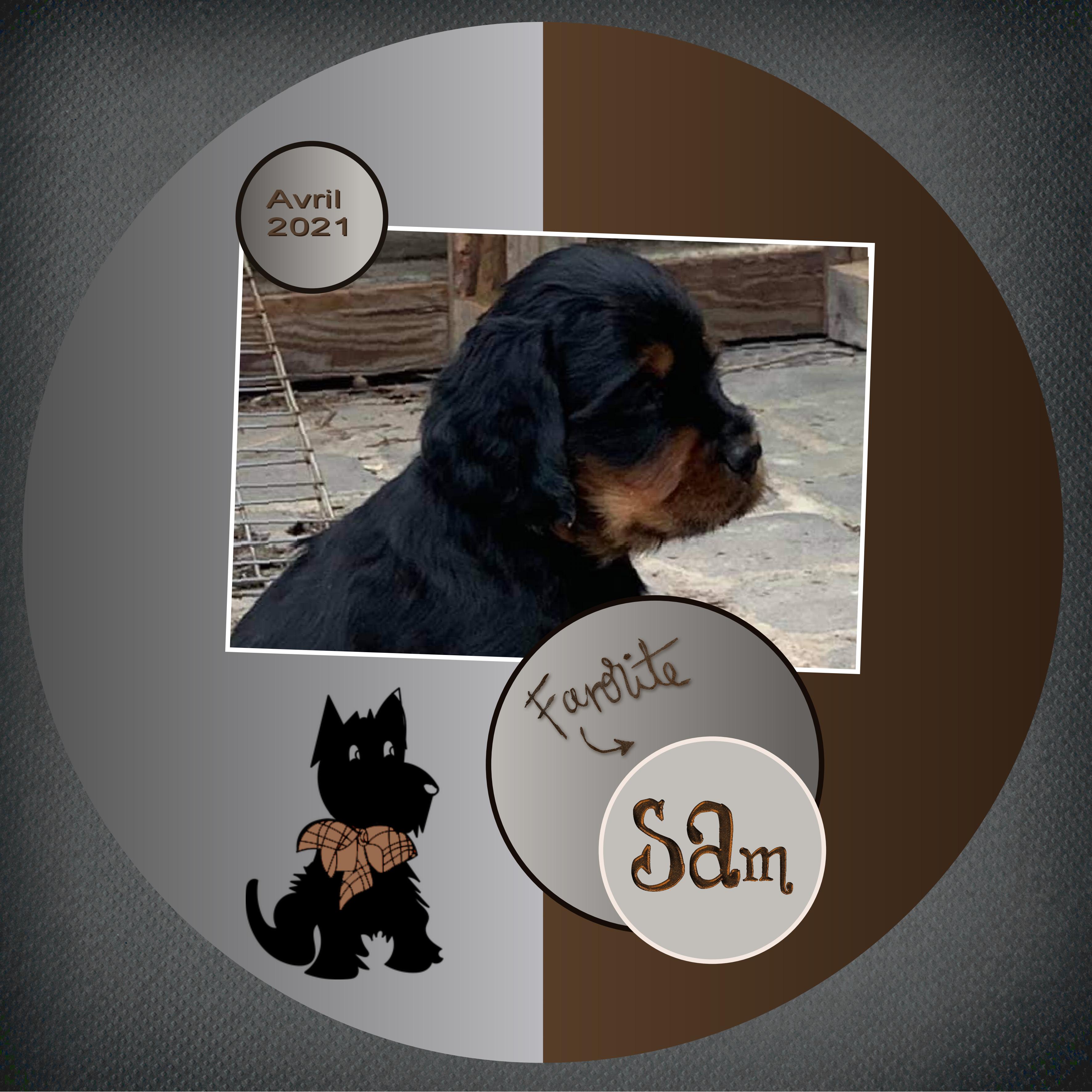 J-A4 - SAM TOUTOU PREFERE.jpg