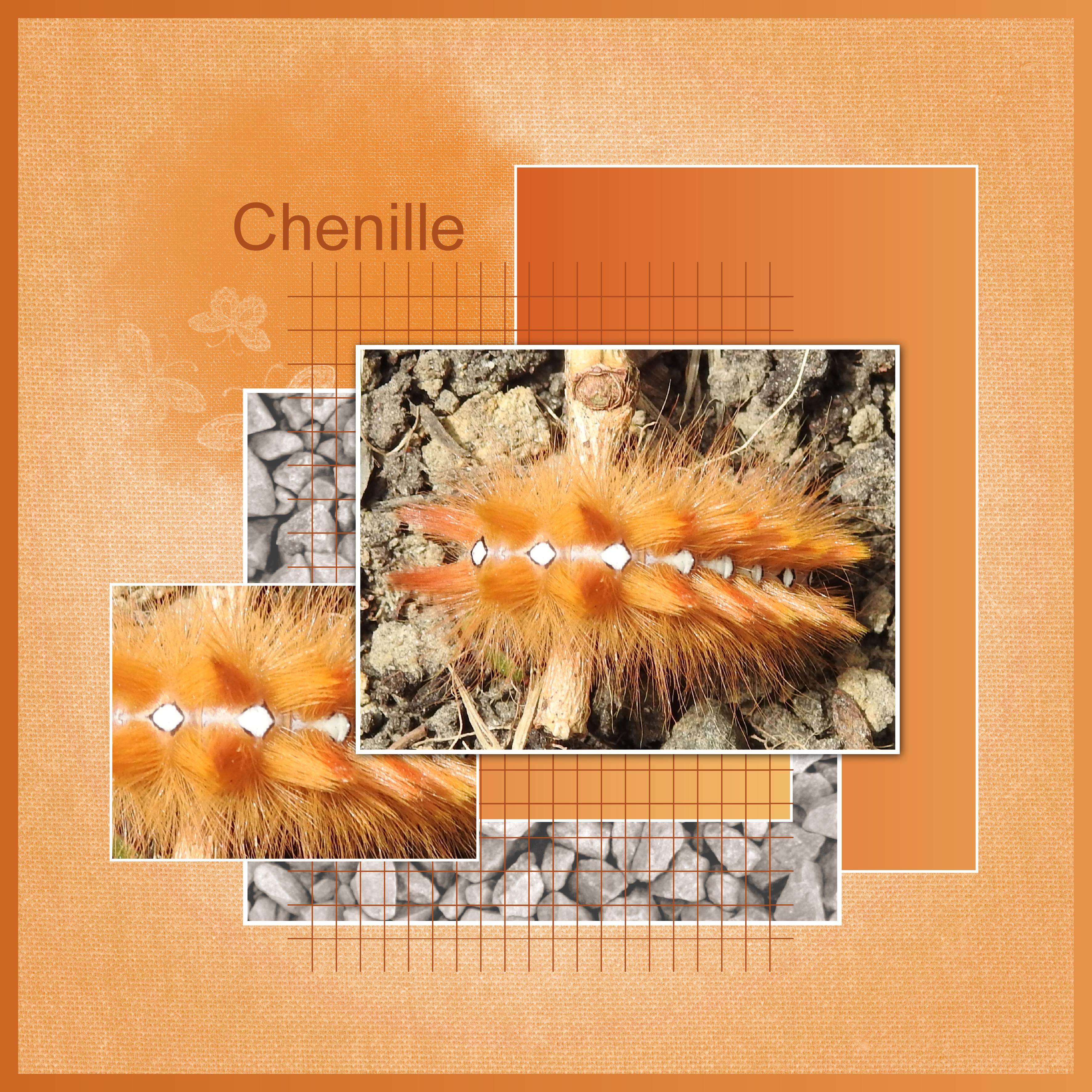 J-A41 - CHENILLE.jpg