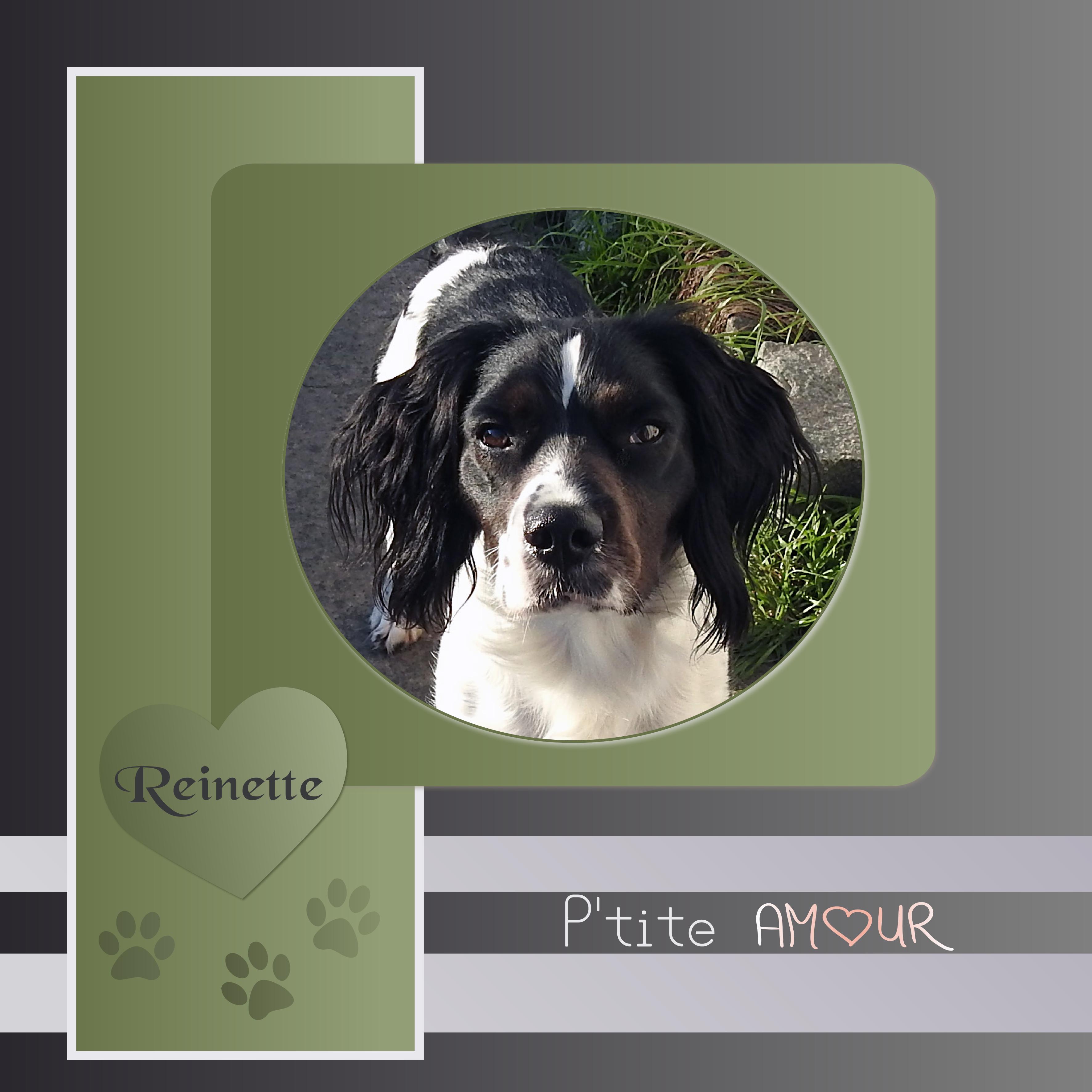 J-A43 - REINETTE P'TITE AMOUR.jpg