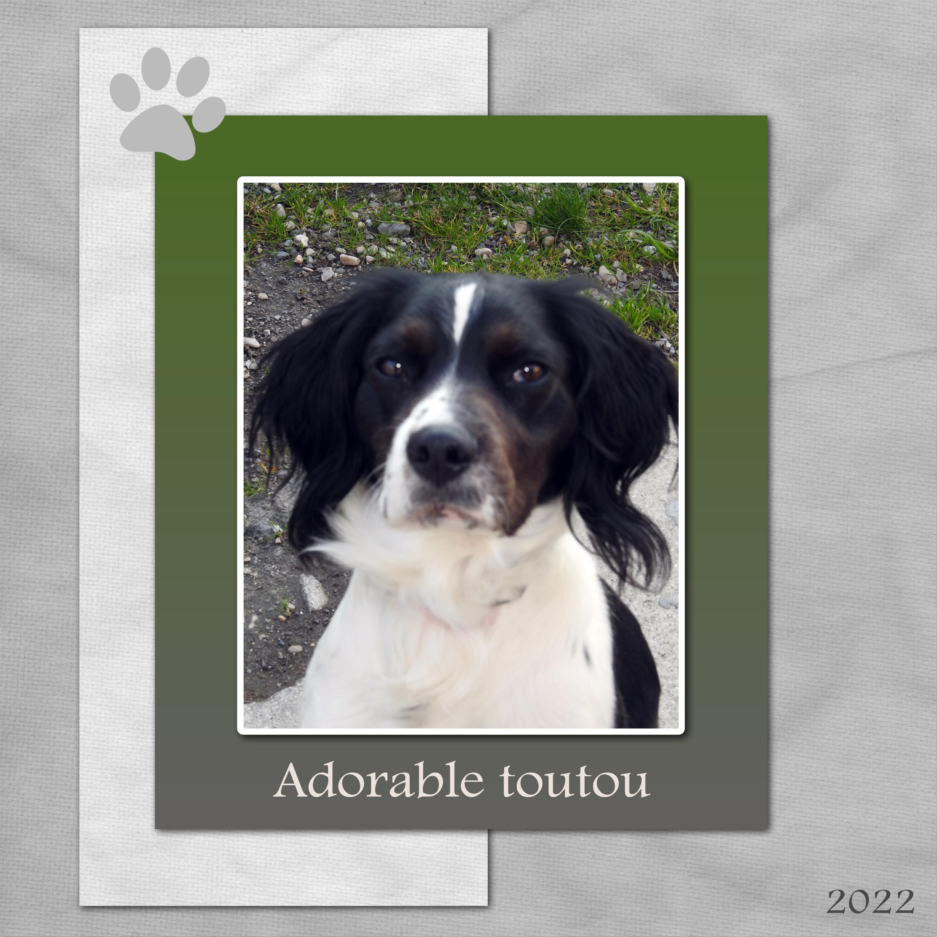 J-A44 - ADORABLE TOUTOU.jpg