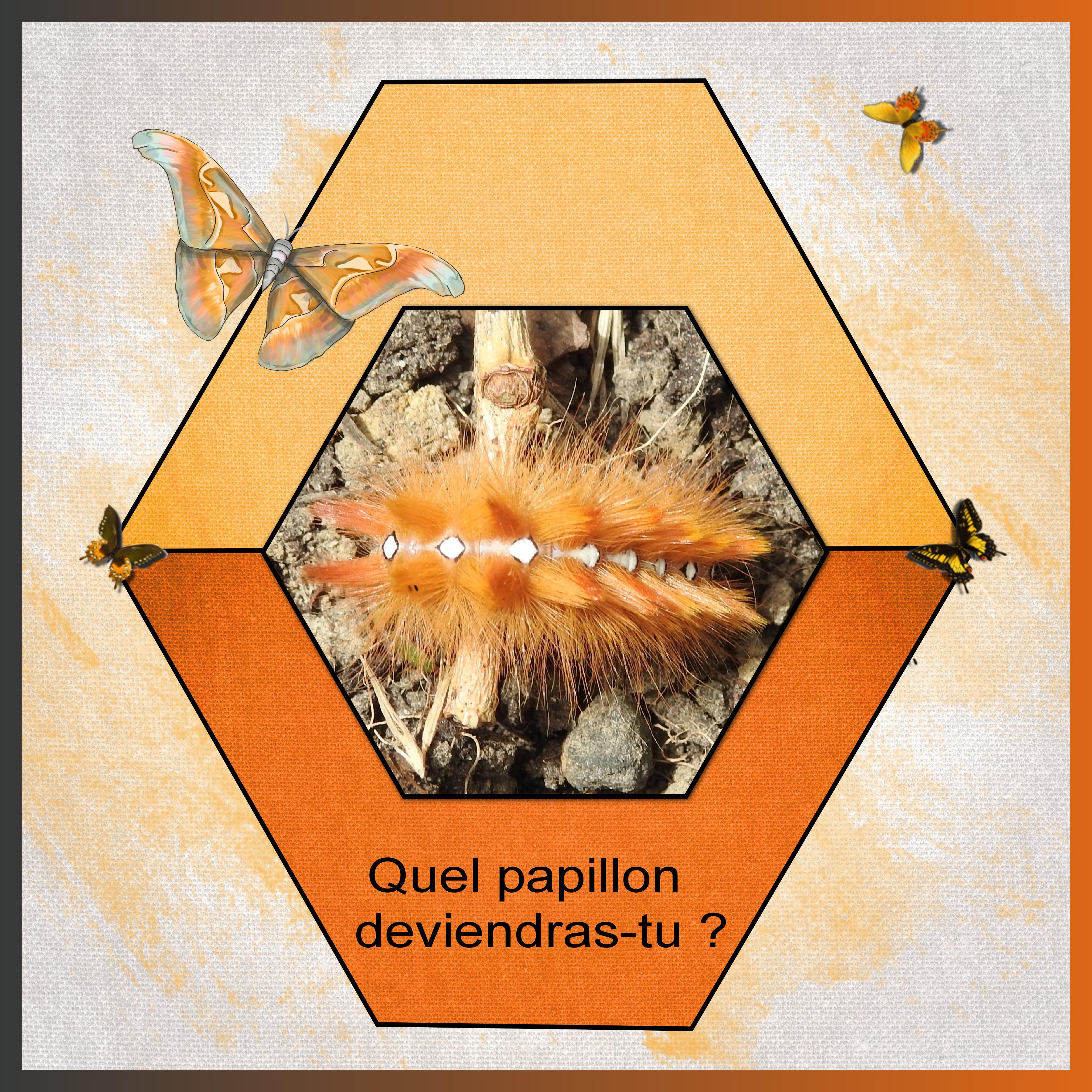 J-A45 - QUEL PAPILLON DEVIENDRAS-TU ...  .jpg