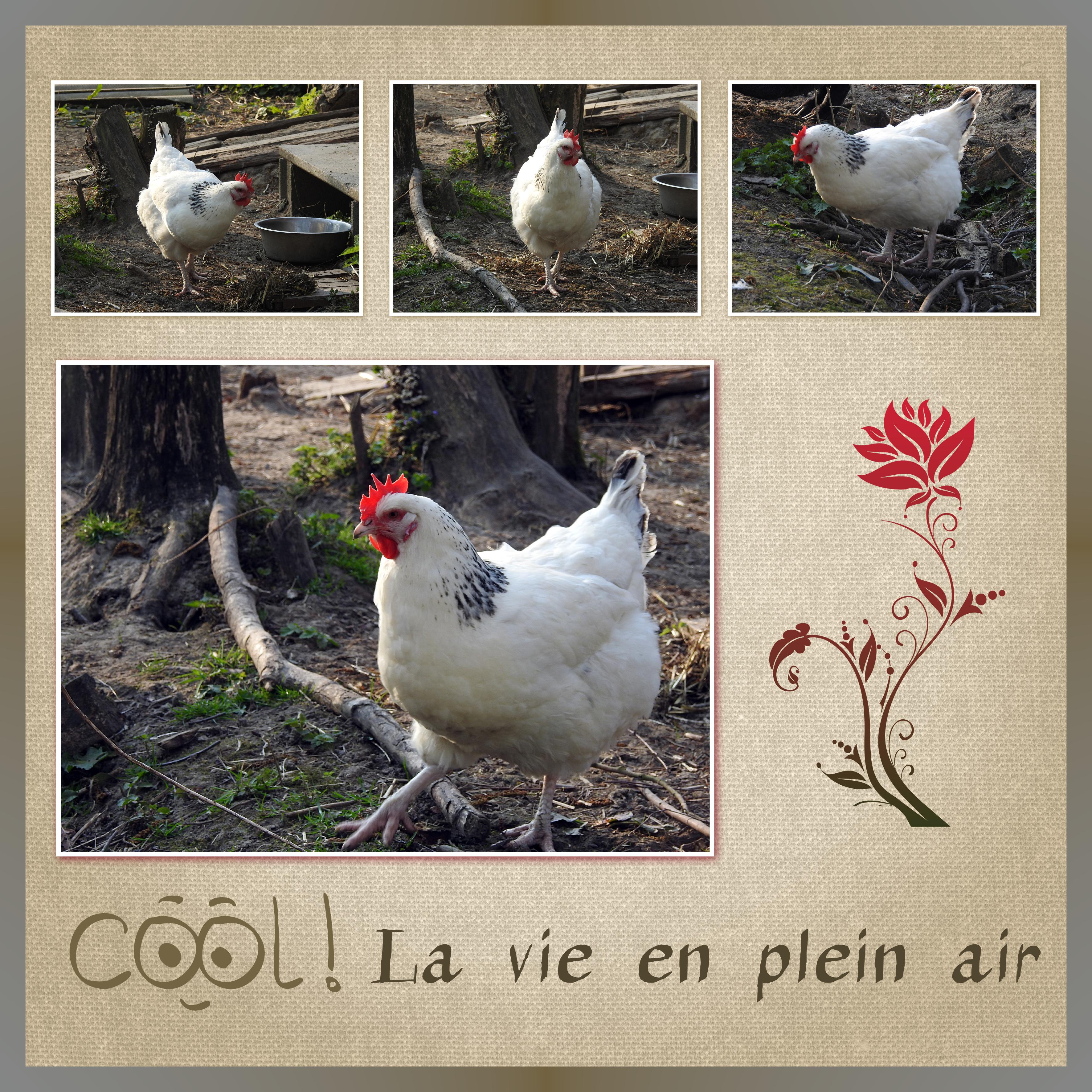 J-A47 - COOL LA VIE EN PLEIN AIR.jpg
