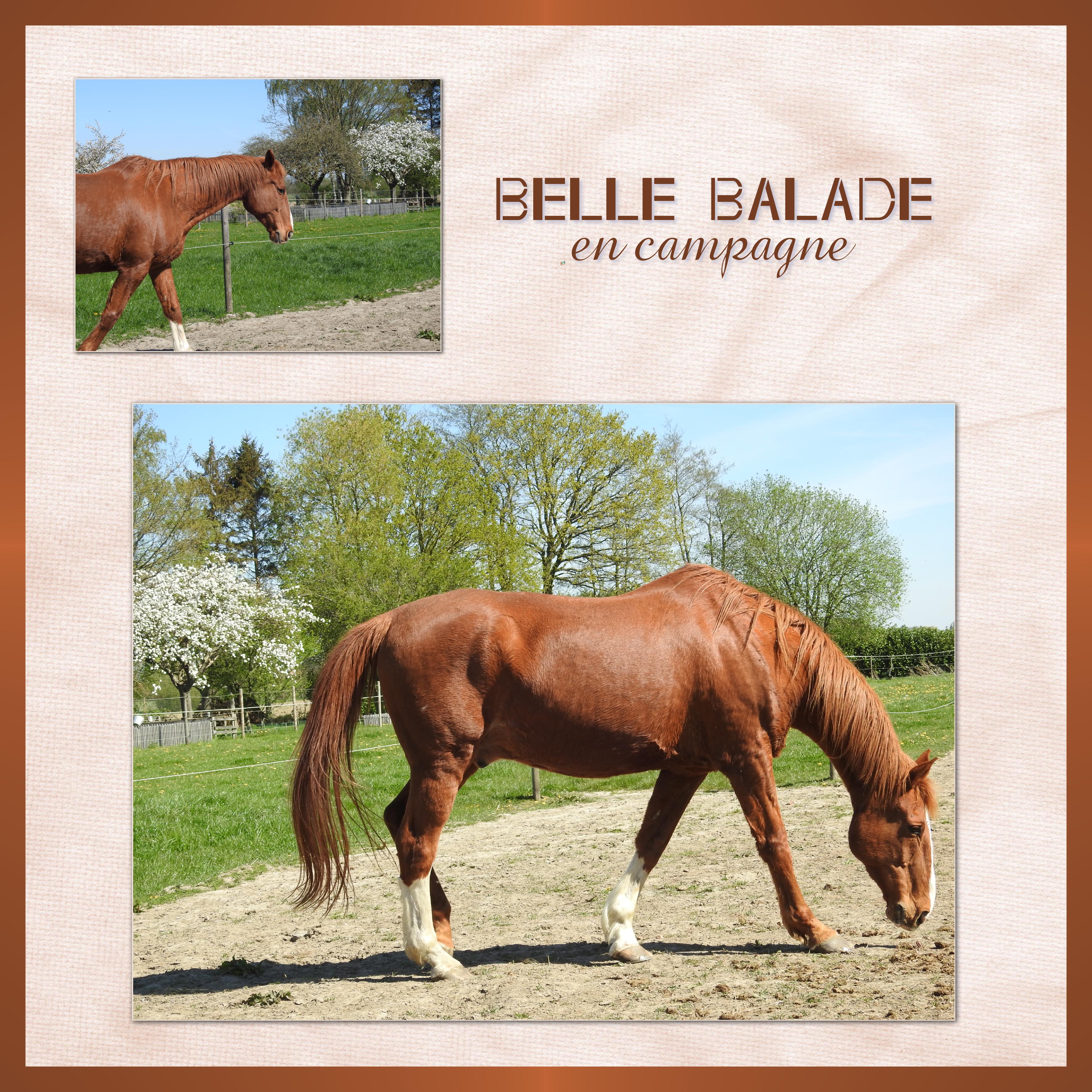 J-A51 - BELLE BALADE EN CAMPAGNE.jpg