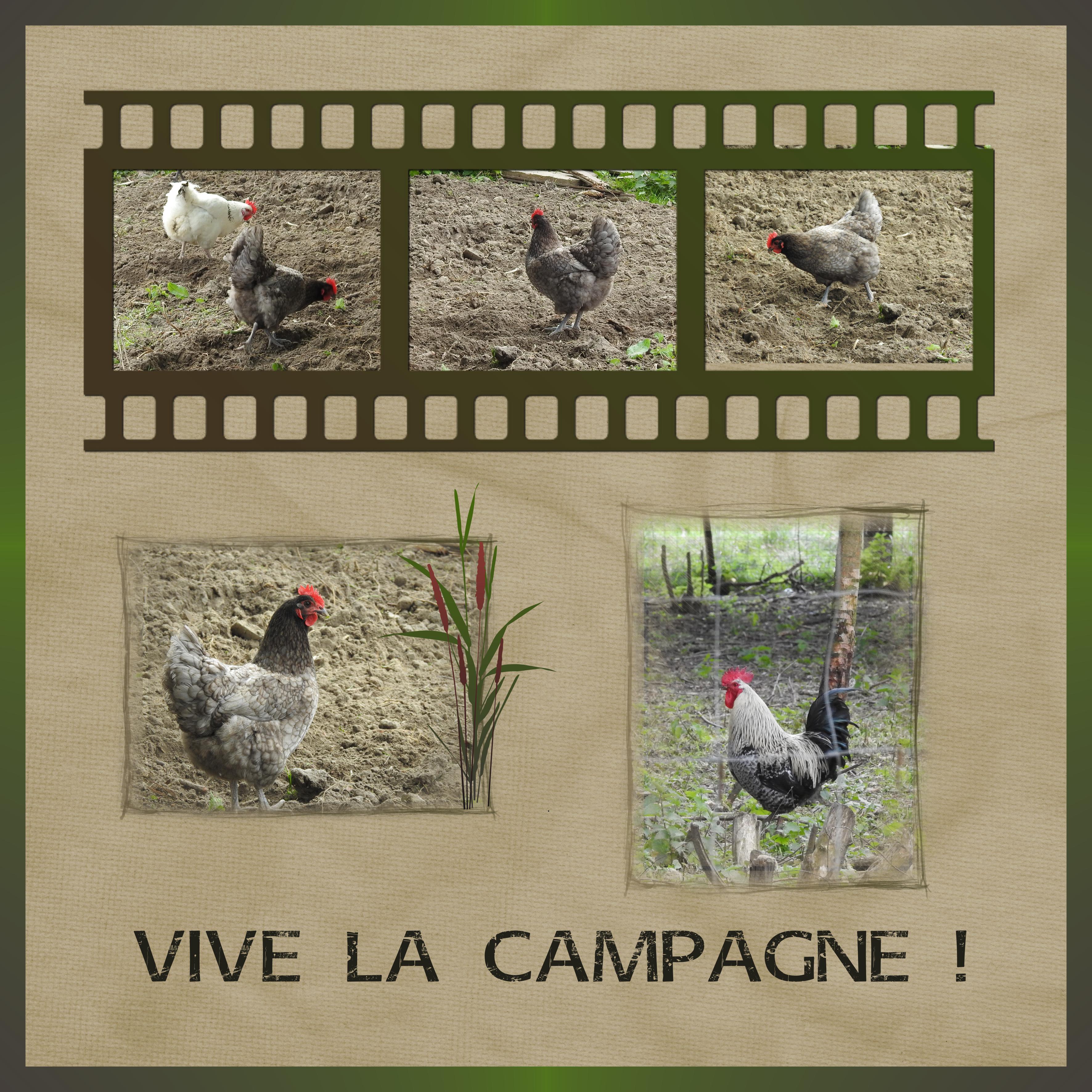 J-A54 - VIVE LA CAMPAGNE.jpg