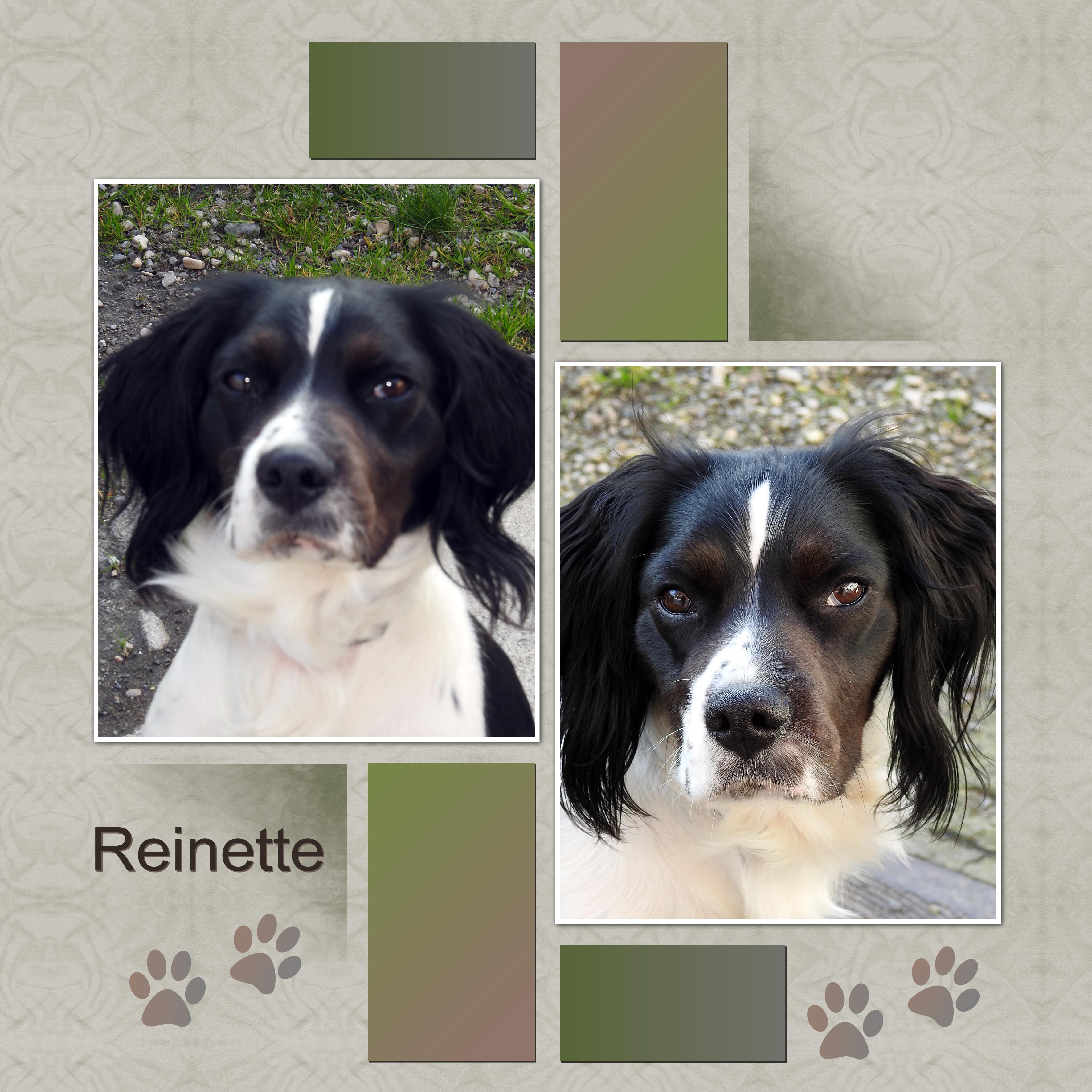 J-A56 - REINETTE.jpg