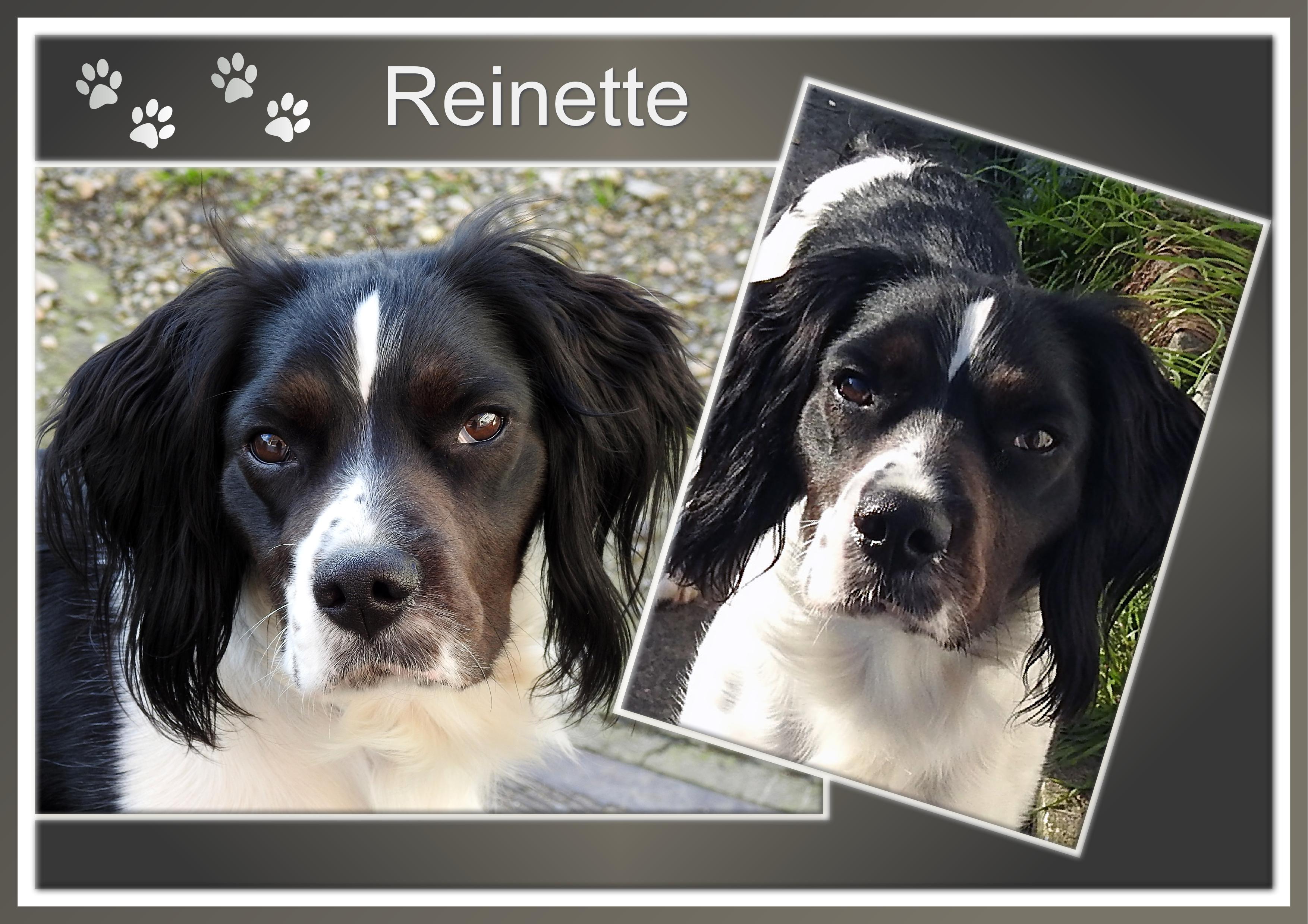 J-A59 - REINETTE.jpg