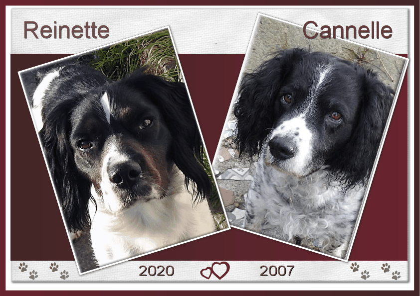 J-A60 - CANNELLE ET REINETTE.gif