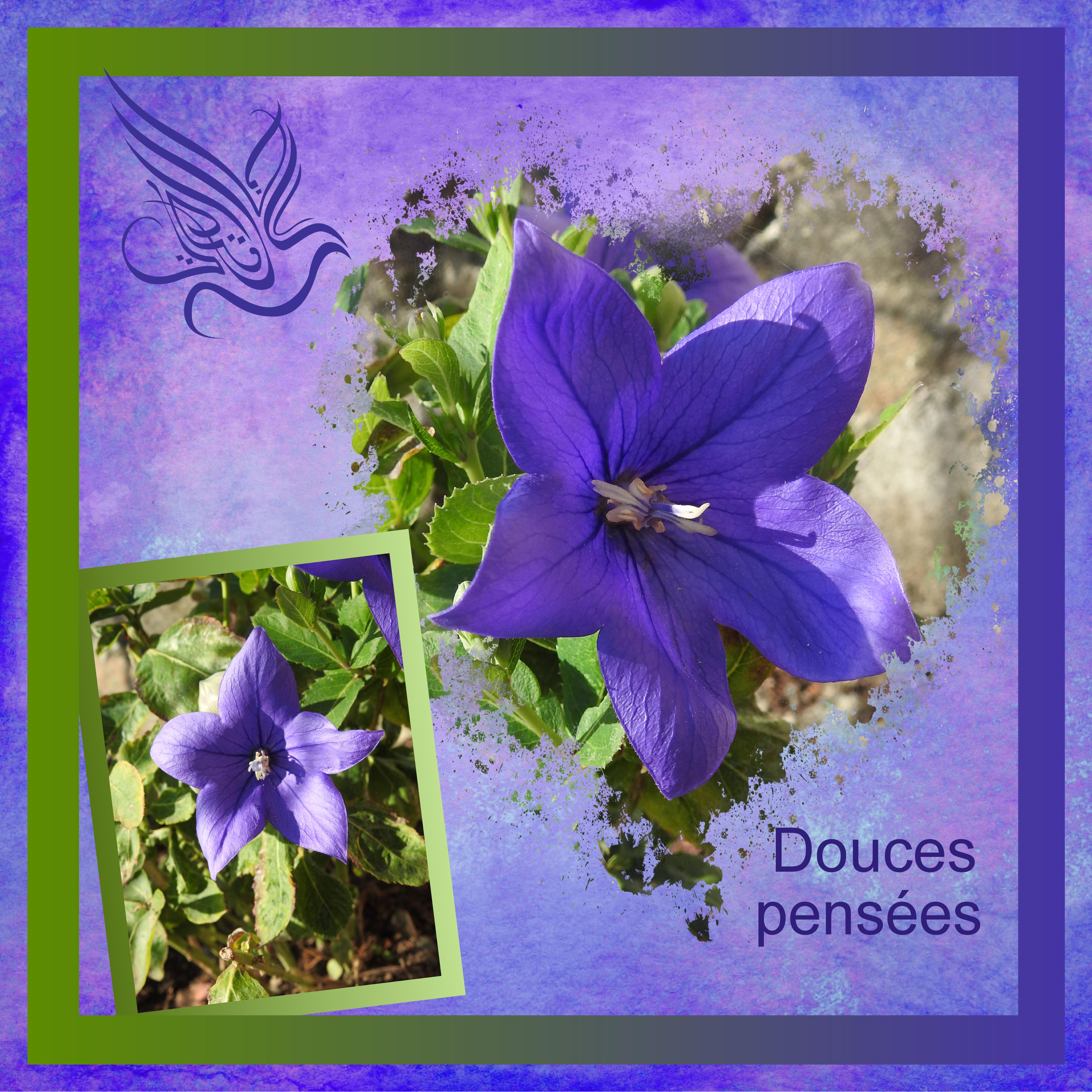 J-a67 - DOUCES PENSEES .jpg