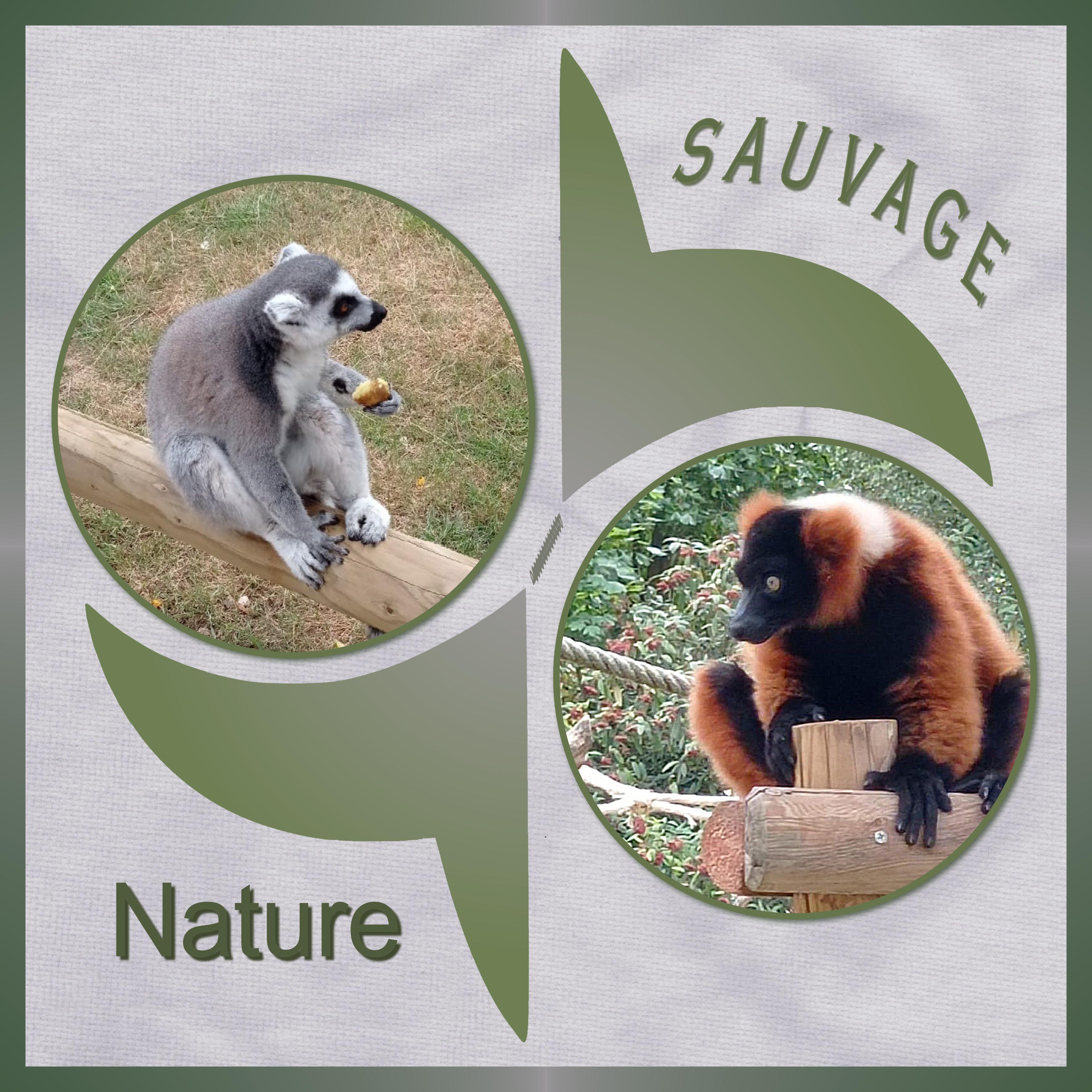 J-A68 - NATURE SAUVAGE.jpg