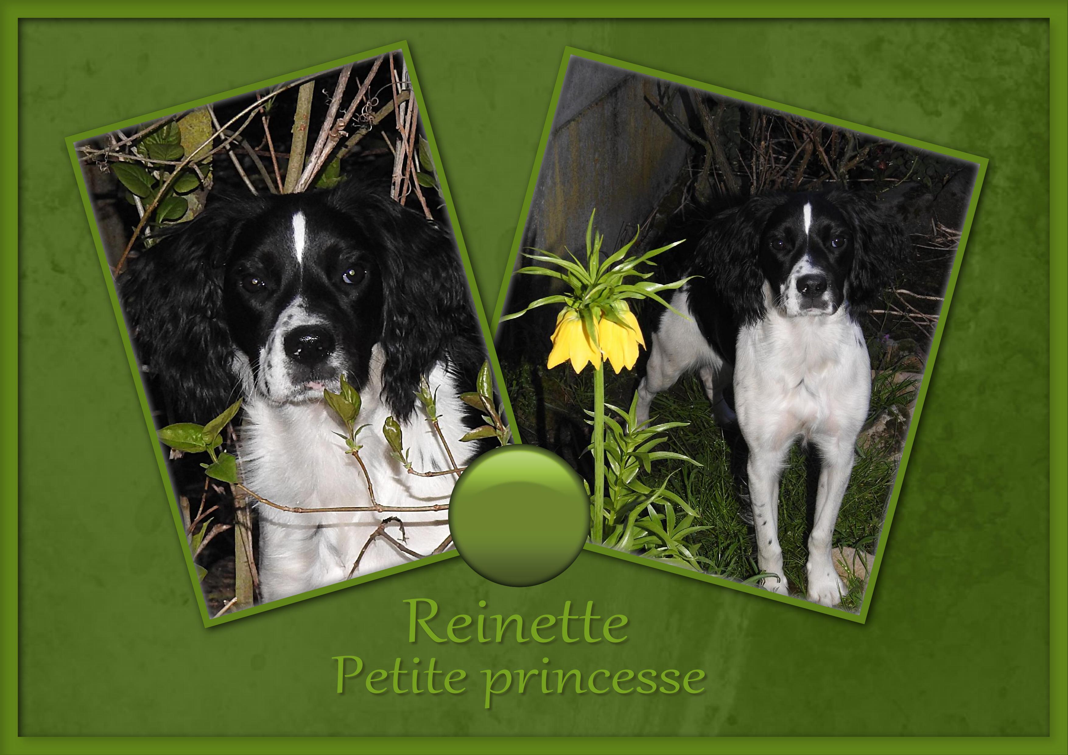 J-A7 - REINETTE - PETITE PRINCESSE.jpg