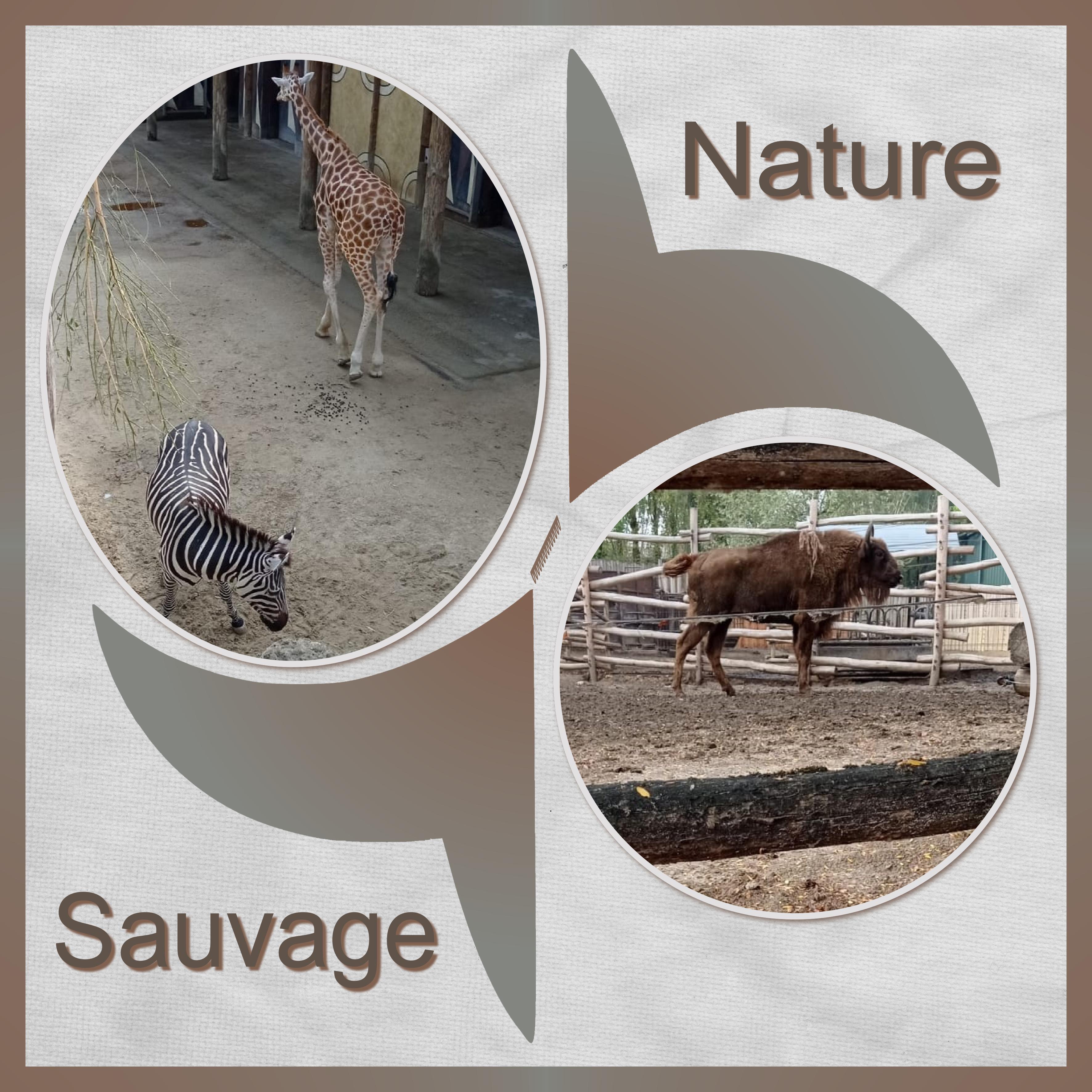 J-A70 - SAUVAGE NATURE.jpg